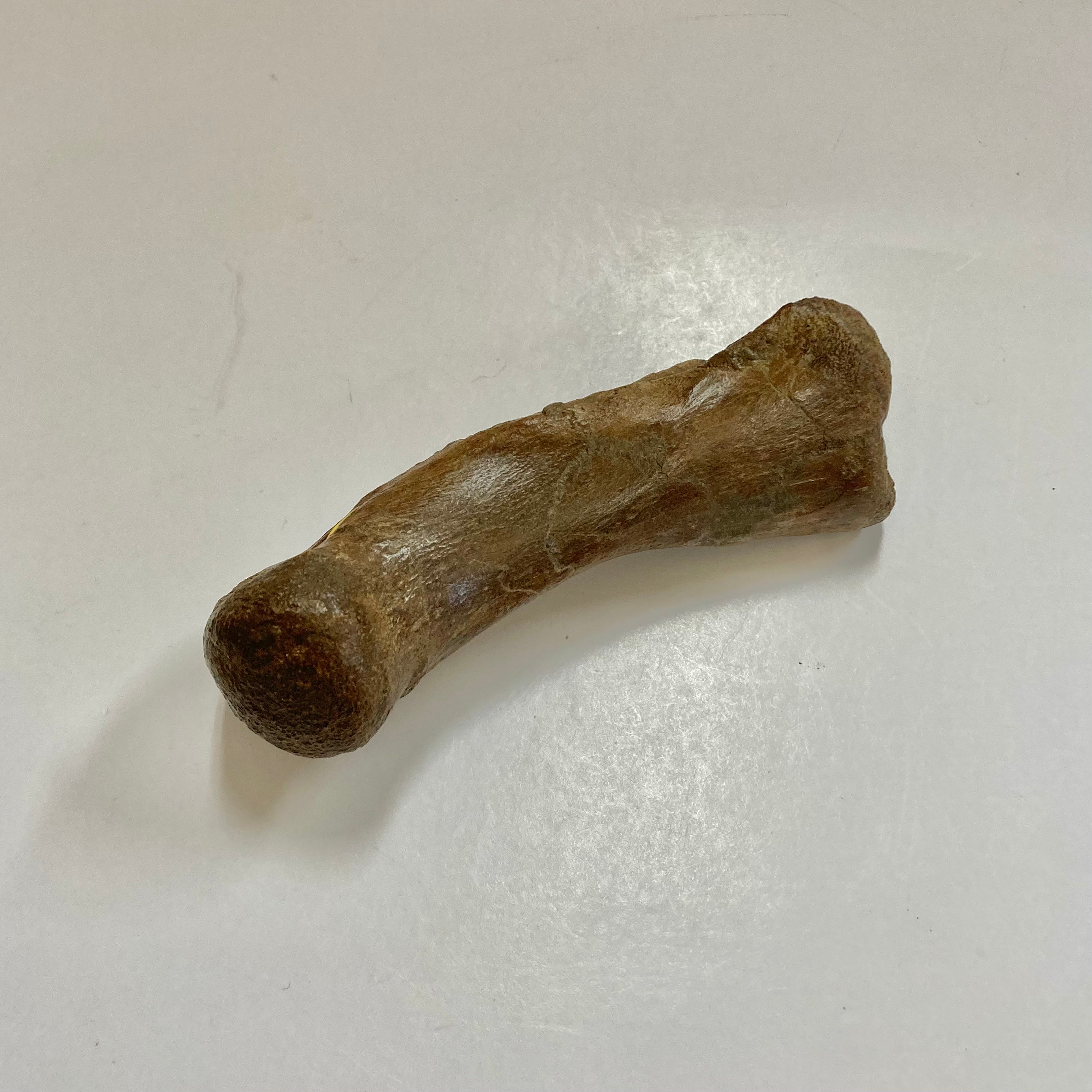 Authentic Thescelosaurus Metatarsal Toe Bone Fossil - Rare Dinosaur Relic for Paleontology Enthusiasts & Collectors - Perfect for Museum Displays, Educational Projects & Fossil Collections