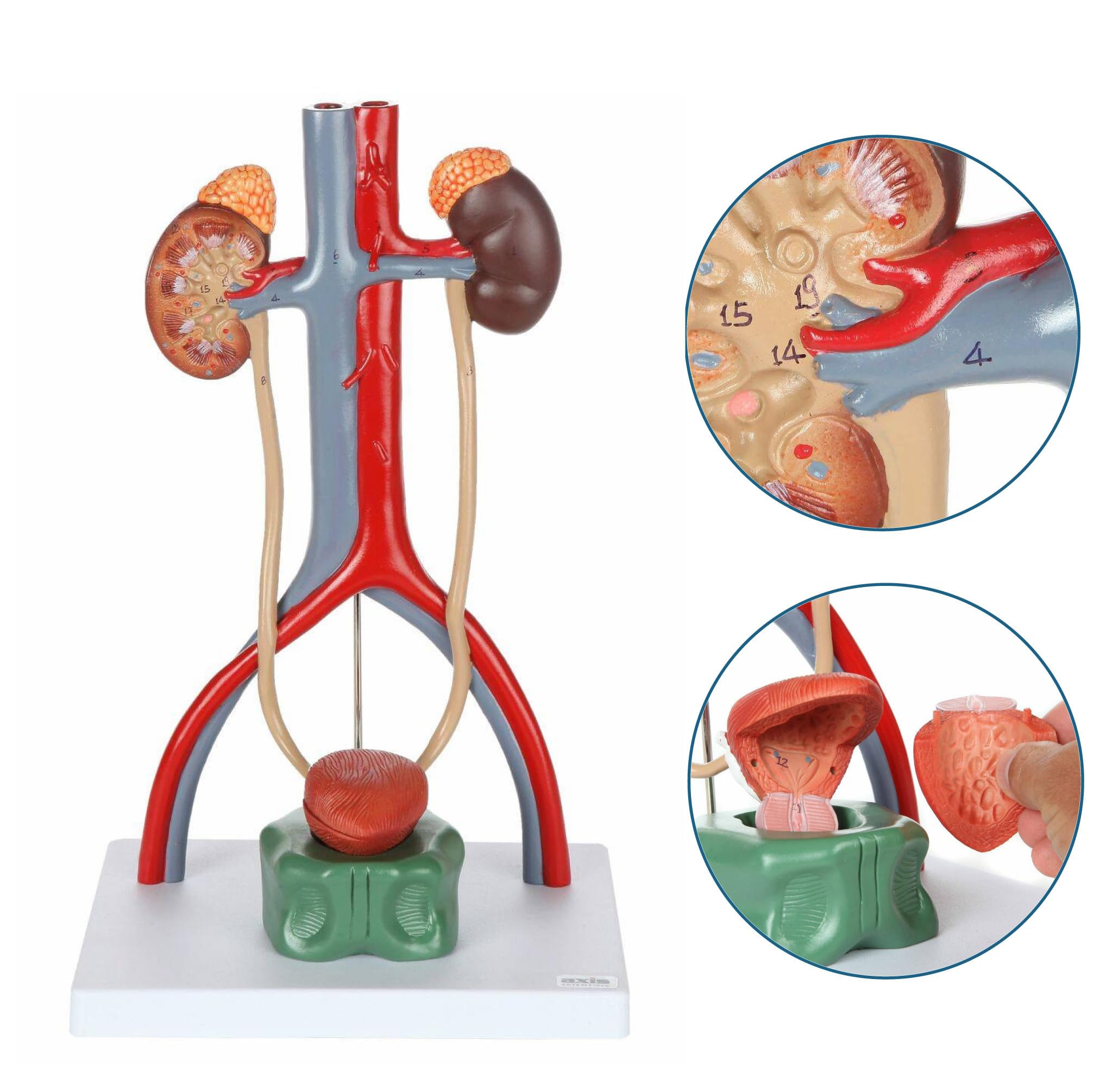 Axis Scientific Male Urinary System Anatomy Model - Detailed Kidneys with Adrenal Glands, Ureters & Bladder - Includes Instruction Manual - Perfect for Medical Students, Doctors & Biology Classrooms