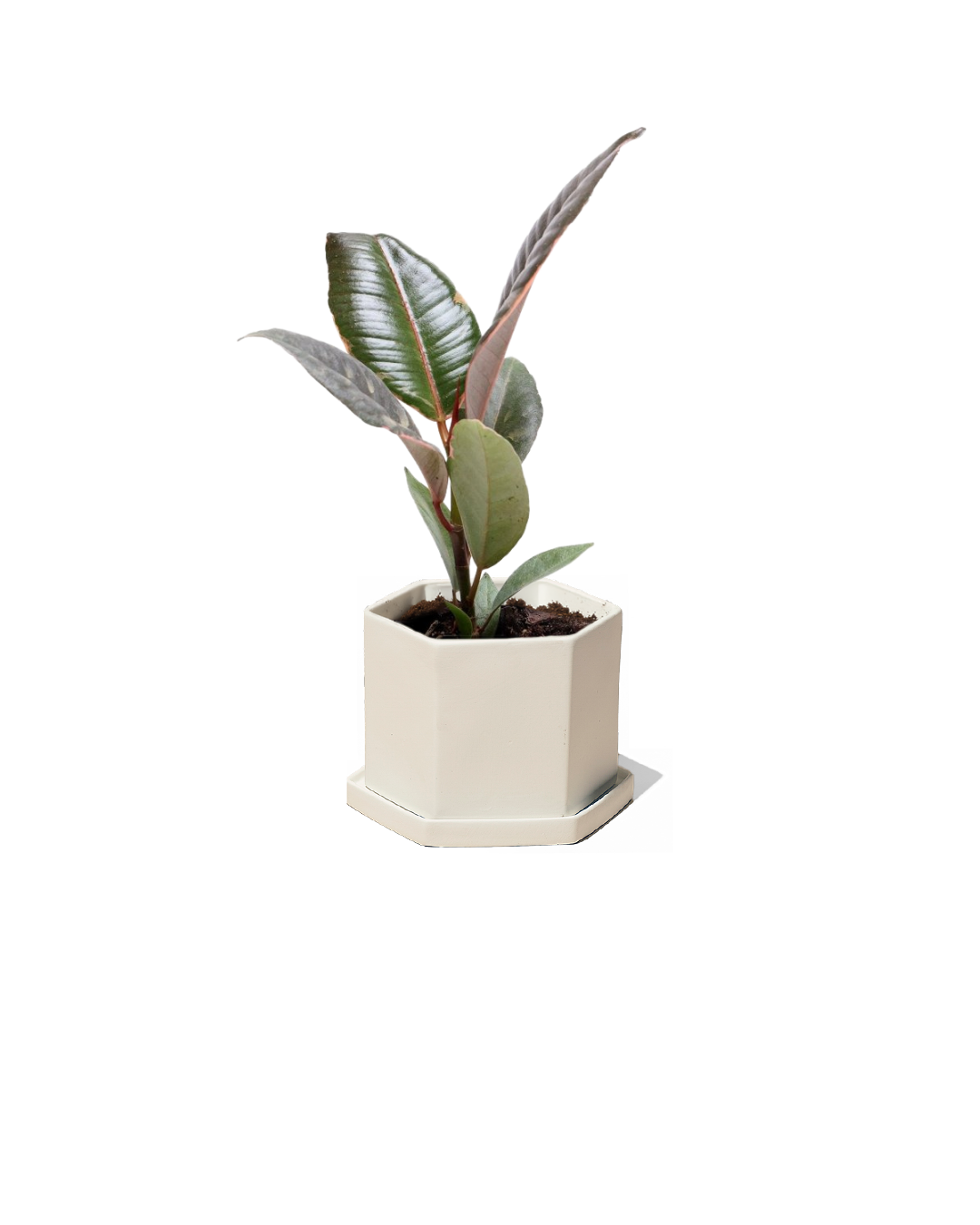 Ficus Ruby 4 Inch Potted Plant - Live Indoor Houseplant for Home & Office Decor | Perfect for Tabletops, Shelves, and Gift Giving