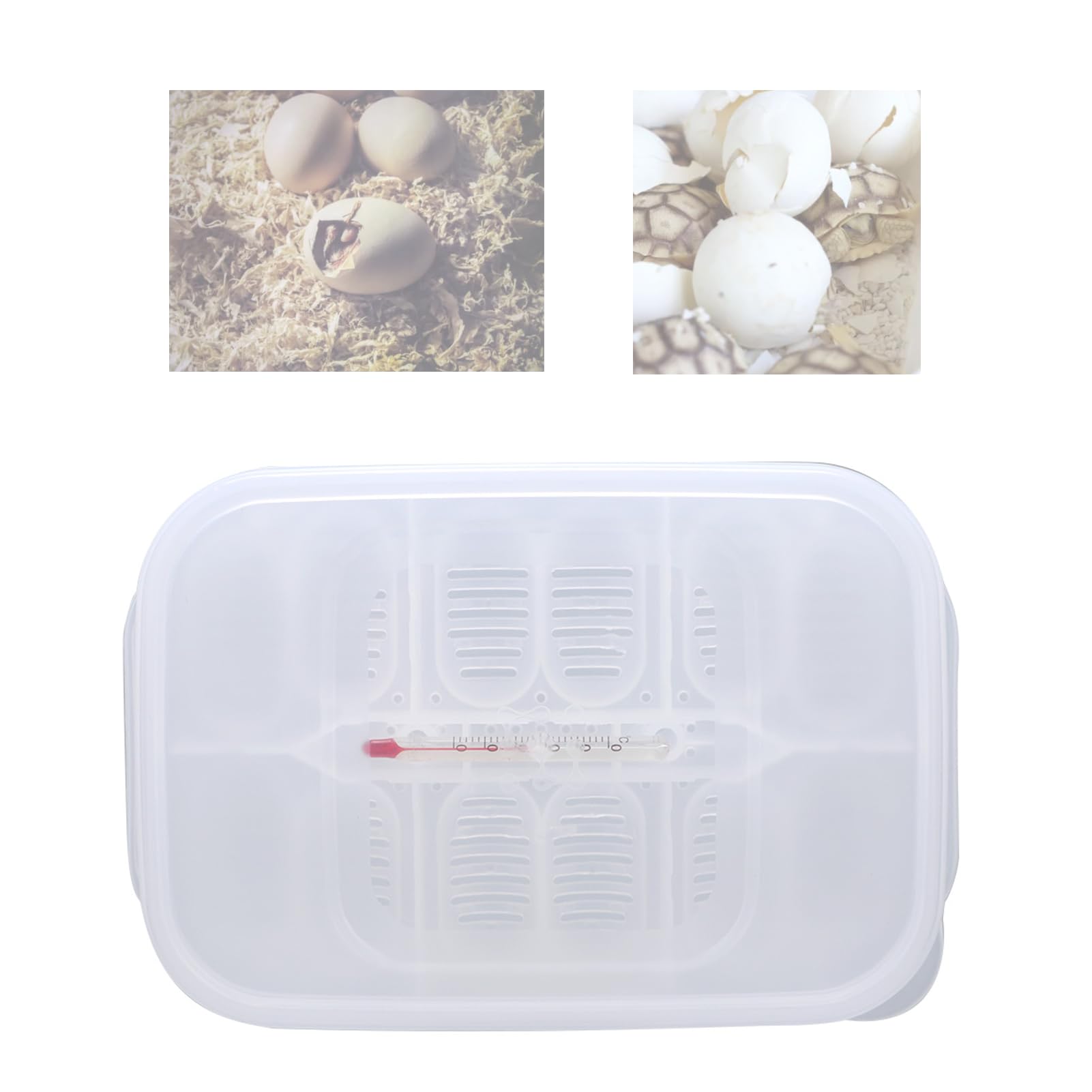 Reptile Breeding Box 16.5x11x5.2cm - Transparent Reptile Hatchery & Incubation Box with Temperature Gauge - Ideal for Hatching Lizards, Snakes, Geckos - Perfect for Home Breeding, Pet Stores & Reptile Enthusiasts