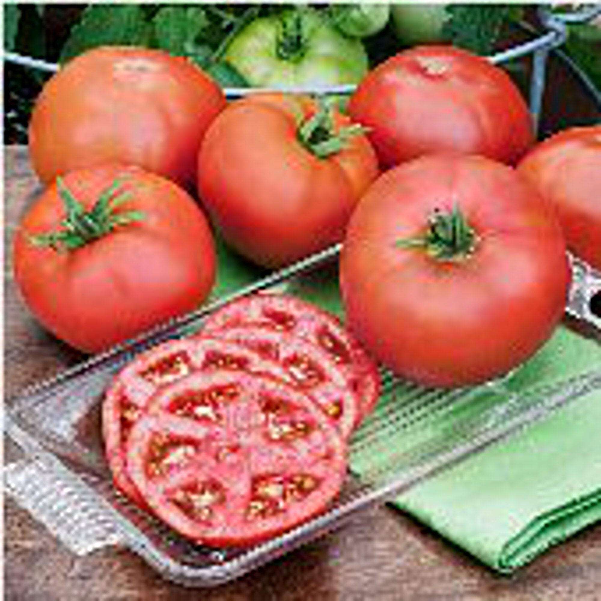 Heirloom Heatmaster Tomato Seeds - Non-GMO, Organic (25+ Seeds) for Home Gardening, Canning & Fresh Salads | High-Yield Vegetable Seeds for Backyard & Container Gardens