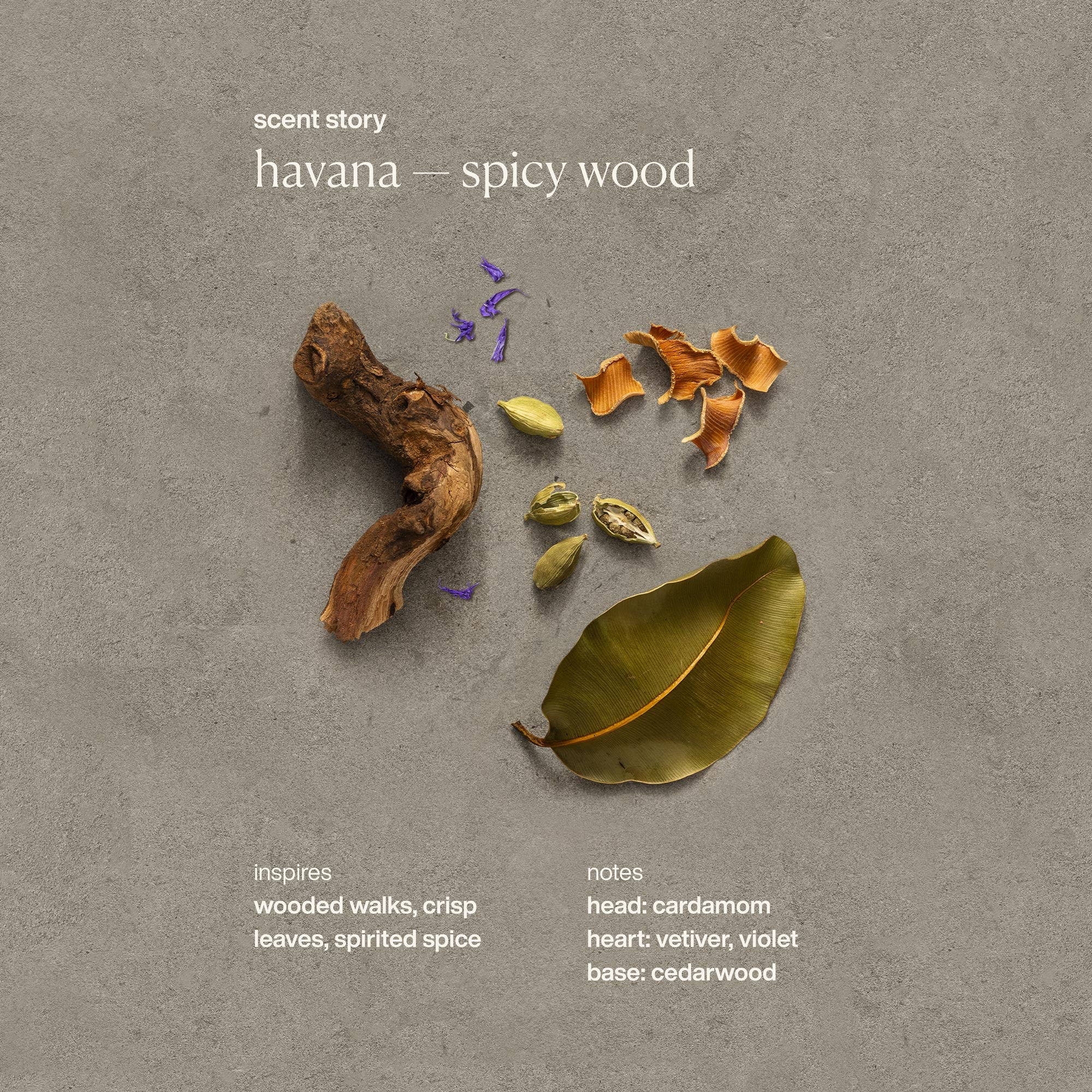 Natural Havana Deodorant for Men & Women - Aluminum-Free, Long-Lasting Freshness - Perfect for Gym, Work & Daily Use