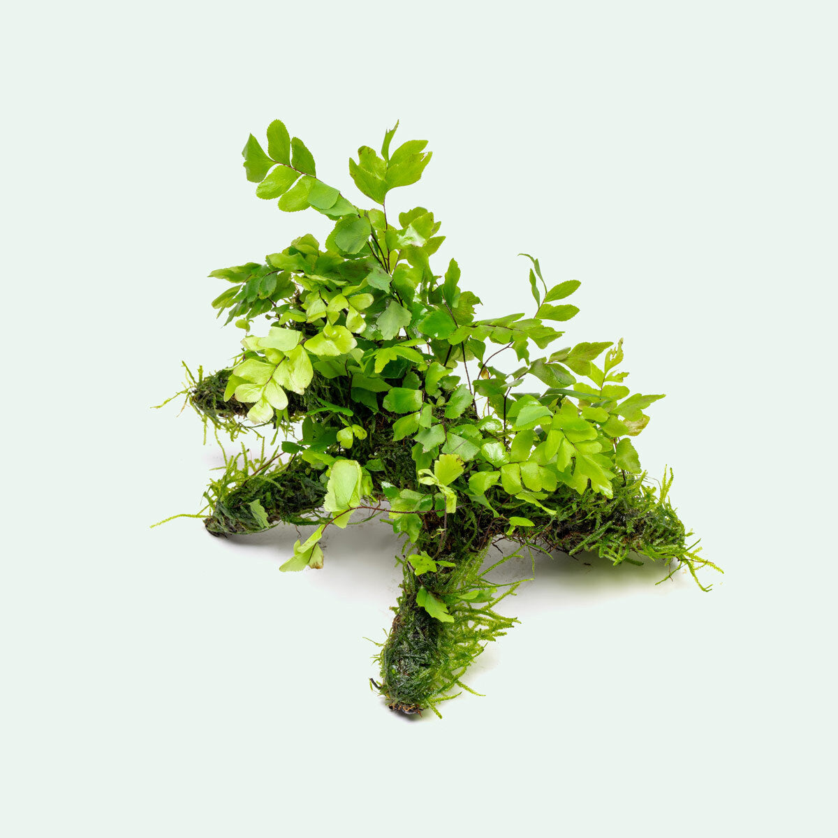 Adiantum Capillus Veneris & Moss Driftwood - Natural Decorative Wood for Aquariums, Terrariums & Home Decor