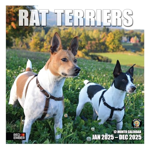 02 - Rat Terriers