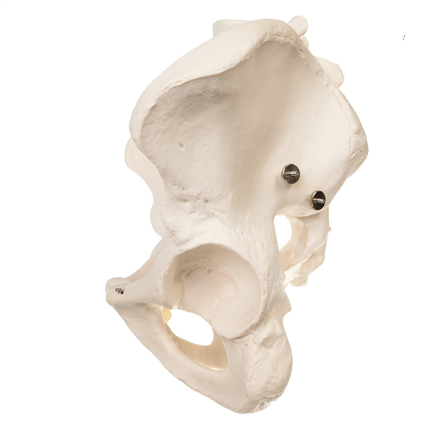 Authentic Replica Human Male Pelvis Model - Ideal for Medical Education, Anatomy Study & Science Classroom Demonstrations