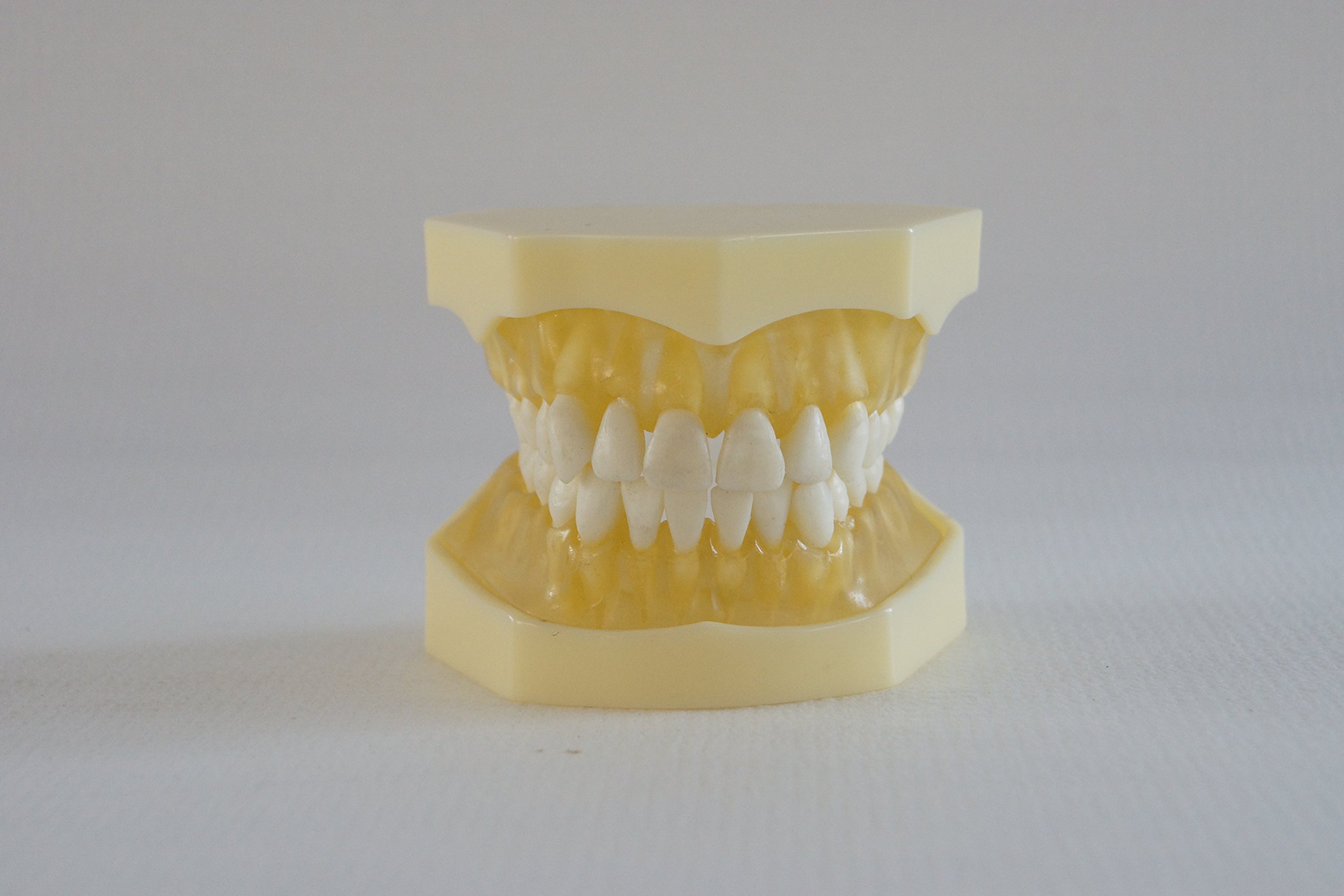 S&D 28-Piece Removable Dental Teaching Demonstration Model - Polyester Teeth with Hard Gum for Dentist Training, Student Education & Dental Office Display