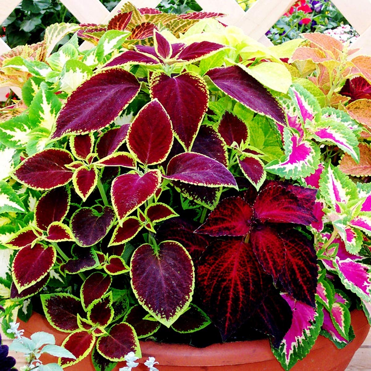 Coleus Blumei Seed Mix - Painted Nettle Non-GMO Flower Seeds (200+ Seeds) for Gardening, Landscaping & Indoor/Outdoor Planting