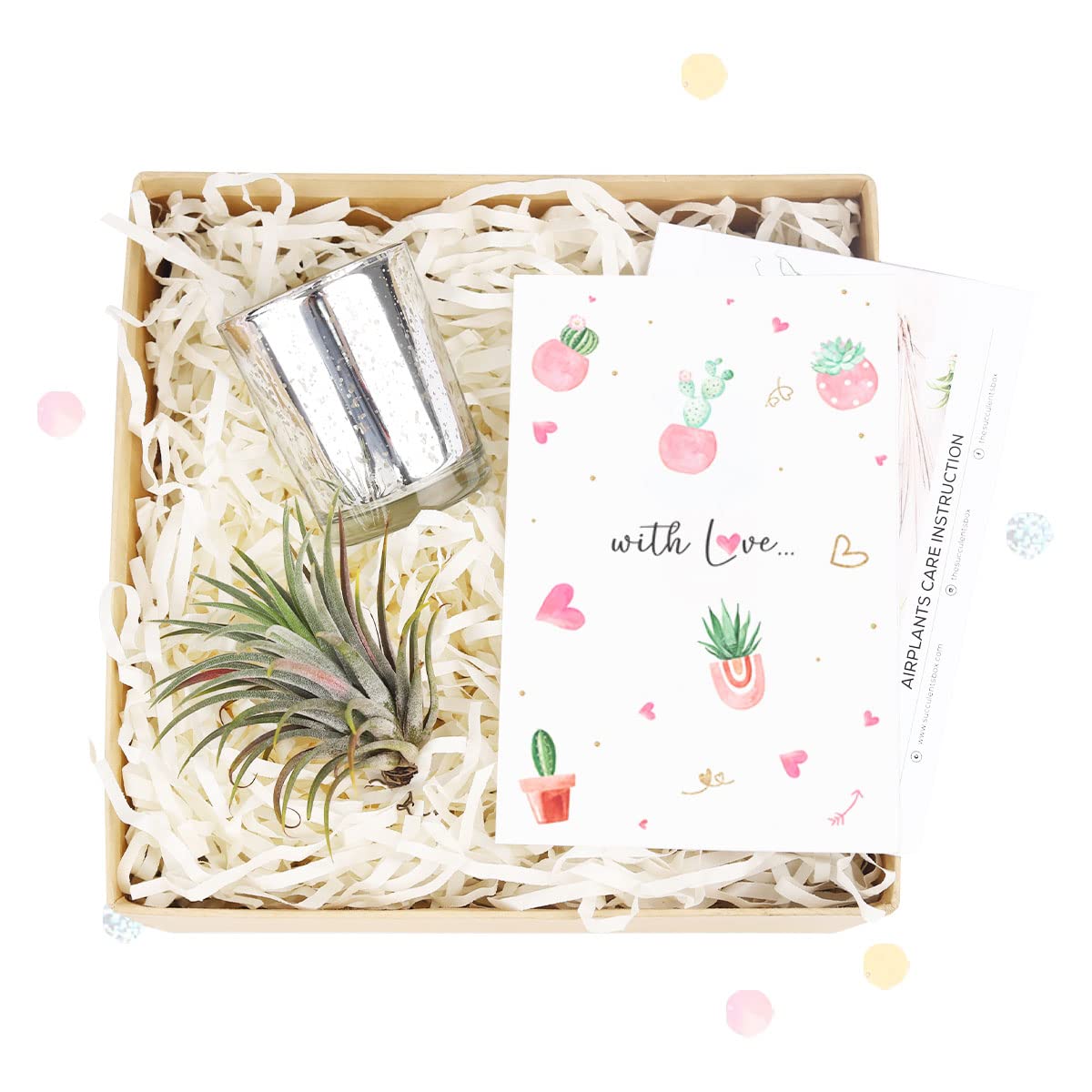 Air Plant Gift Box with Thank You Greeting Card - Unique Tillandsia Gift Set for Plant Lovers - Perfect Birthday, Anniversary & Housewarming Present for Him or Her - Ideal for Home Decor, Office Desk & Wedding Favors