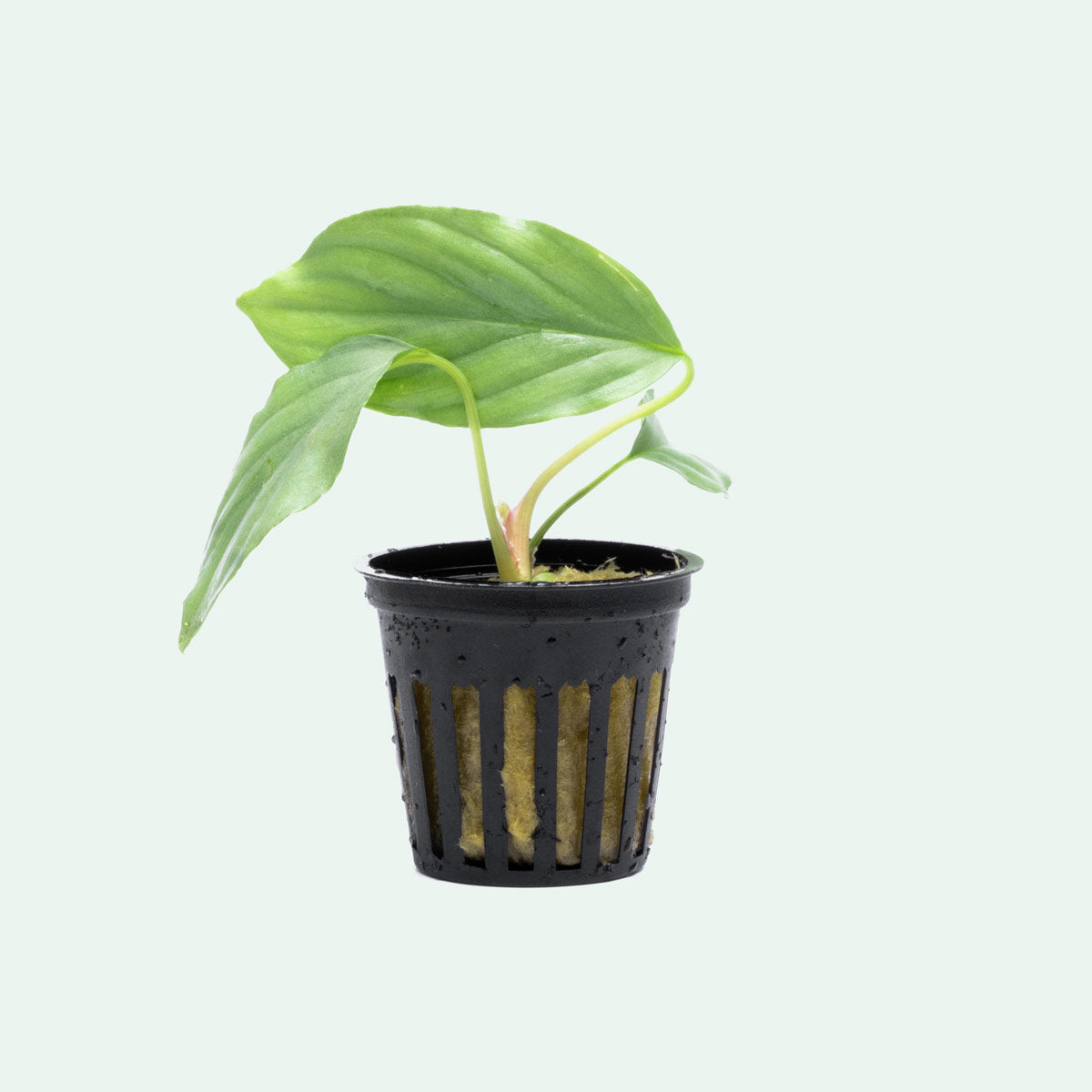Homalomena Silver Plant - Tropical Indoor Houseplant for Home & Office Decor - Perfect for Living Room, Bedroom, and Workspace Greenery