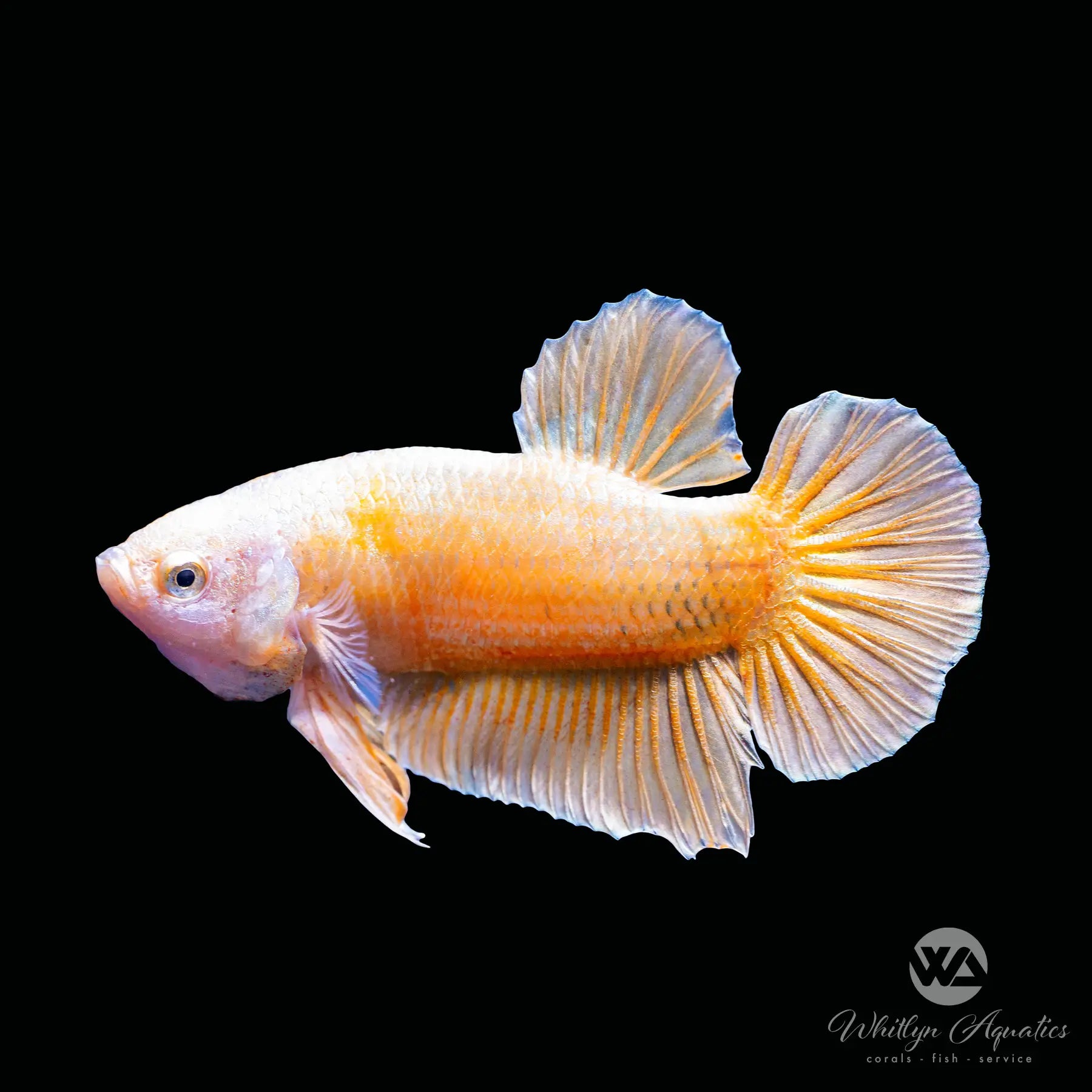 Premium Super Gold Plakat Betta Fish for Sale - Stunning Live Aquarium Fish for Home & Office Decor | Perfect for Fish Tanks, Bowls & Aquatic Displays
