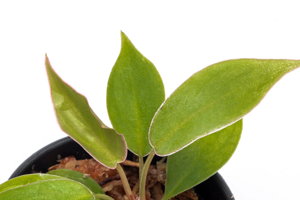 Philodendron Atabapoense Bare Root Plant - Rare Tropical Houseplant for Indoor Decor & Gardening