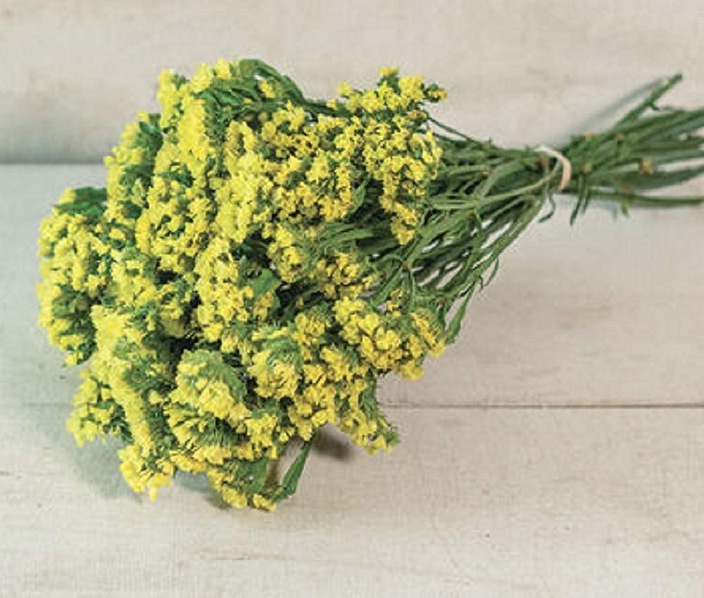 David's Garden Seeds Flower Statice Seeker Yellow 50 Non-GMO Heirloom Seeds for Bouquets, Dried Flower Arrangements & Garden Decor