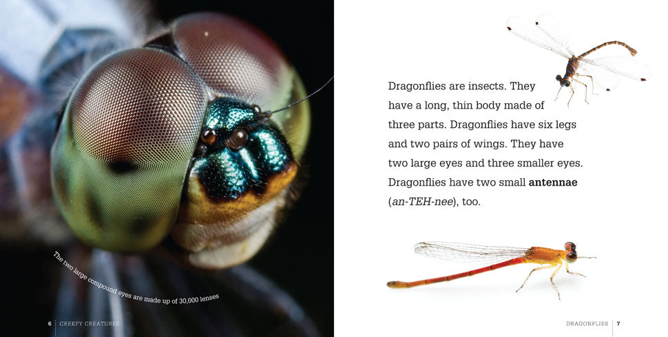 Dragonflies Book - ISBN 9781608183548 - Perfect for Nature Lovers & Insect Enthusiasts | Great for Educational Reading & Gift Giving