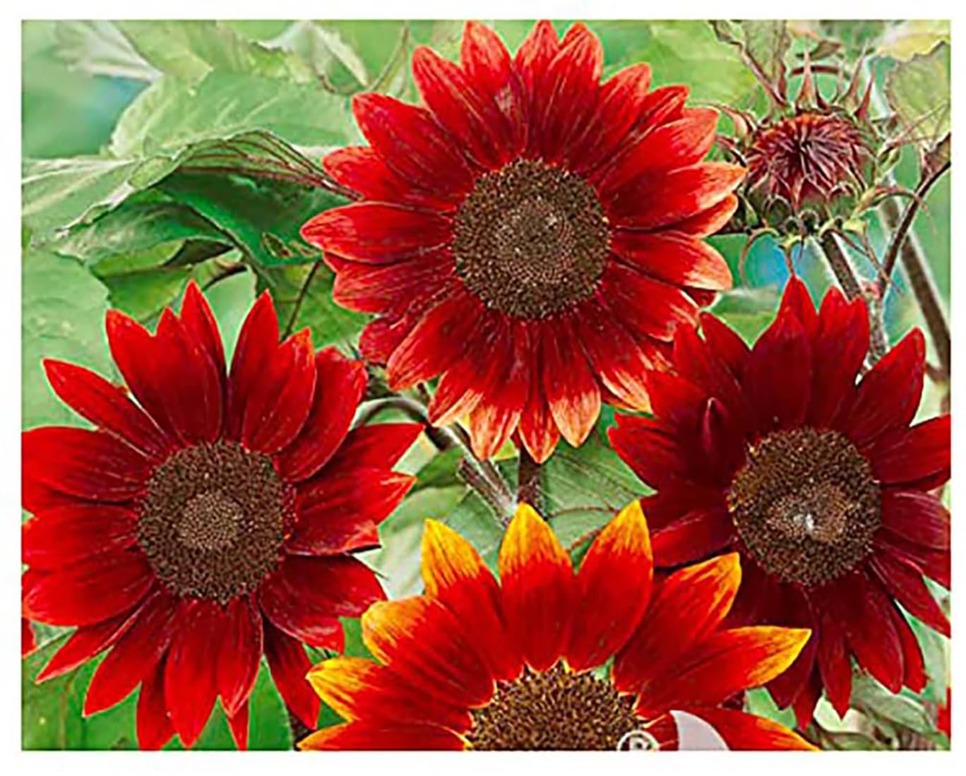 Rouge Royale Sunflower Seeds - Premium Red Sunflower Seeds for Planting | Beautiful Garden Flowers, Bird Feed & Landscaping | Perfect for Home Gardens, Backyard Decor & Wildlife Attraction
