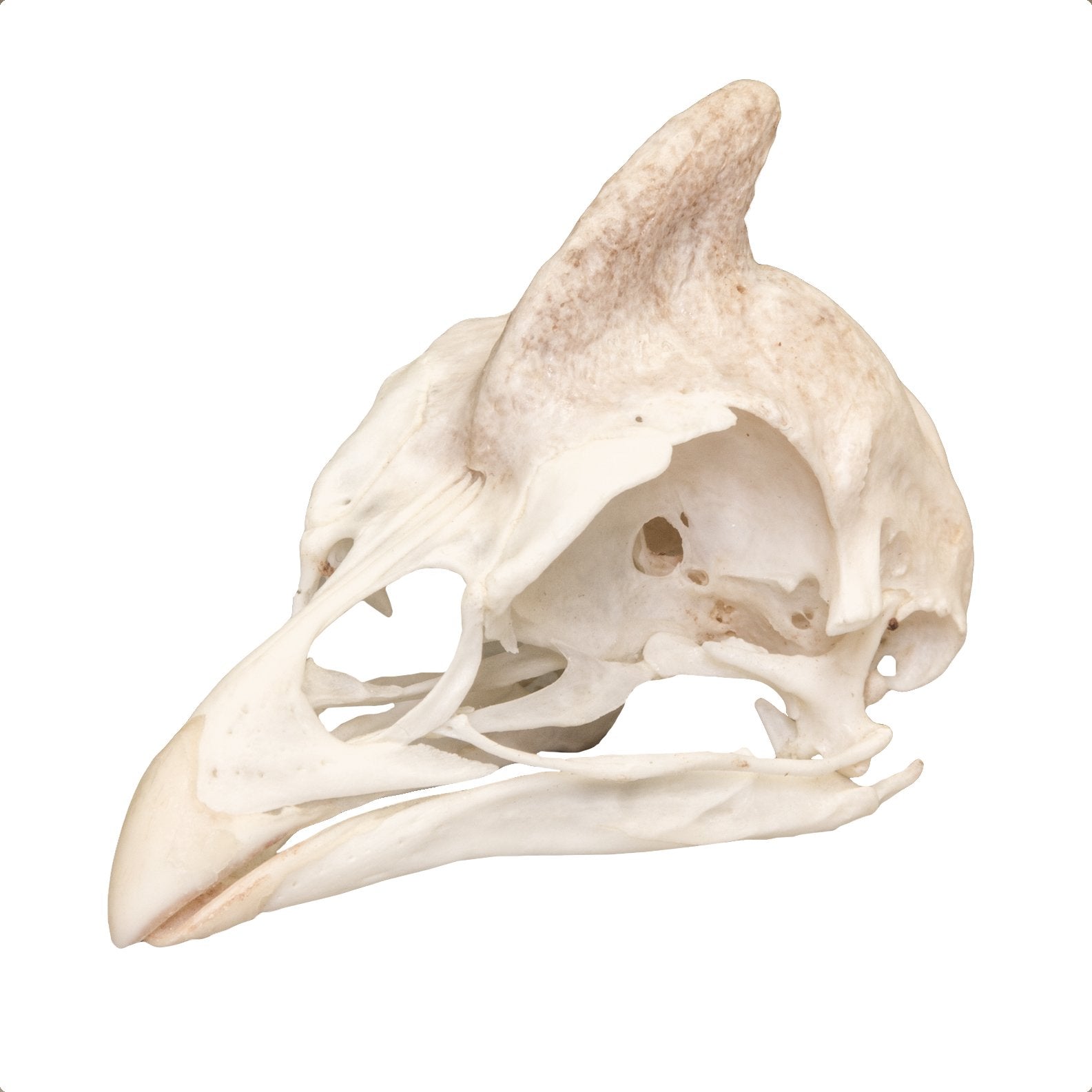 Authentic Helmeted Guineafowl Skull - Rare Taxidermy Specimen for Collectors, Home Decor & Gothic Display - Perfect for Cabinets, Museums & Oddity Collections