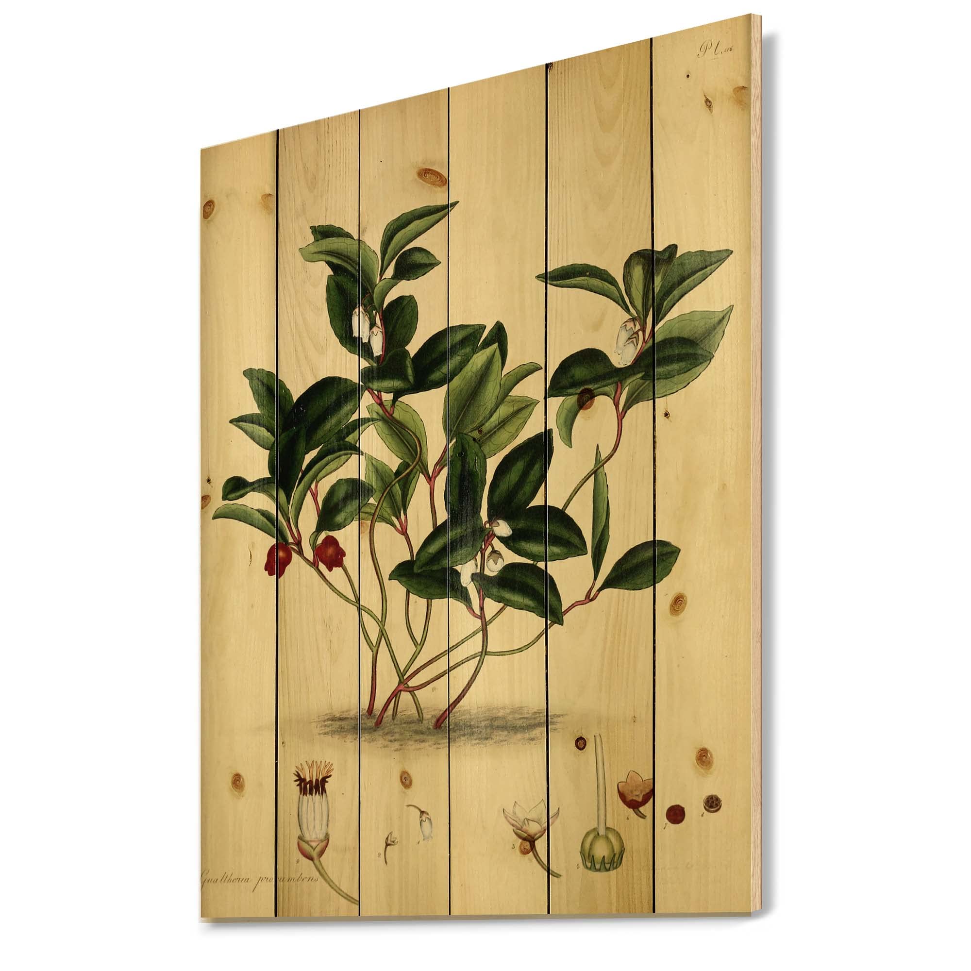 DesignQ Vintage Plant Life III Traditional Wood Wall Decor - Large Floral Wood Wall Art Panels Printed on Natural Pine - Perfect for Living Room, Bedroom & Office Decor