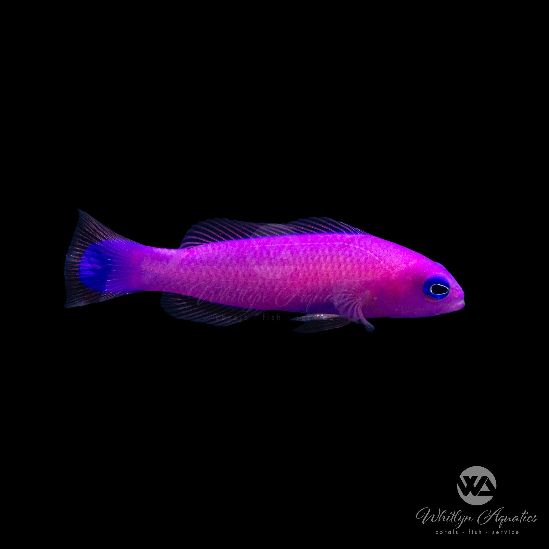 Strawberry Pseudochromis (Pictichromis porphyreus) - Vibrant Saltwater Fish for Reef Aquariums & Marine Tanks