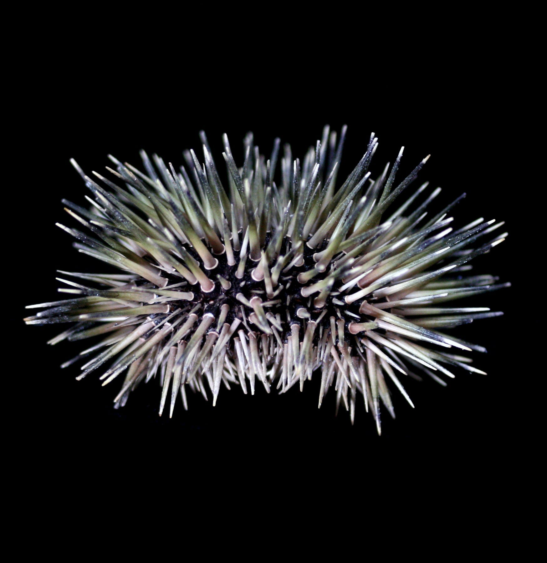 Pink Sea Urchin with Spines - Natural Ocean Decor for Aquariums, Beach Themed Parties & Coastal Home Decor