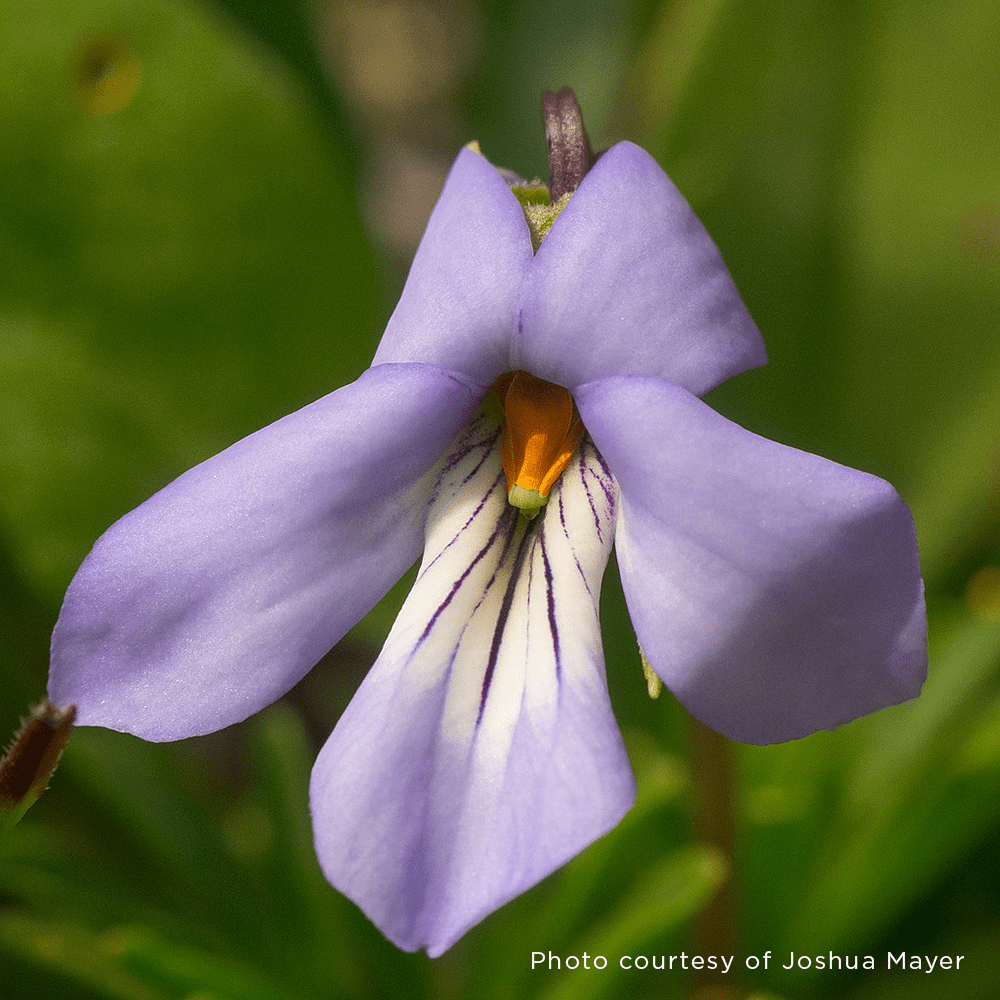 Bare Root Bird's Foot Violet (Viola pedata) - Crowfoot Violet Perennial Plant for Gardens, Landscaping & Pollinator-Friendly Yards