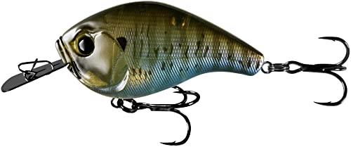 Rusty Bream