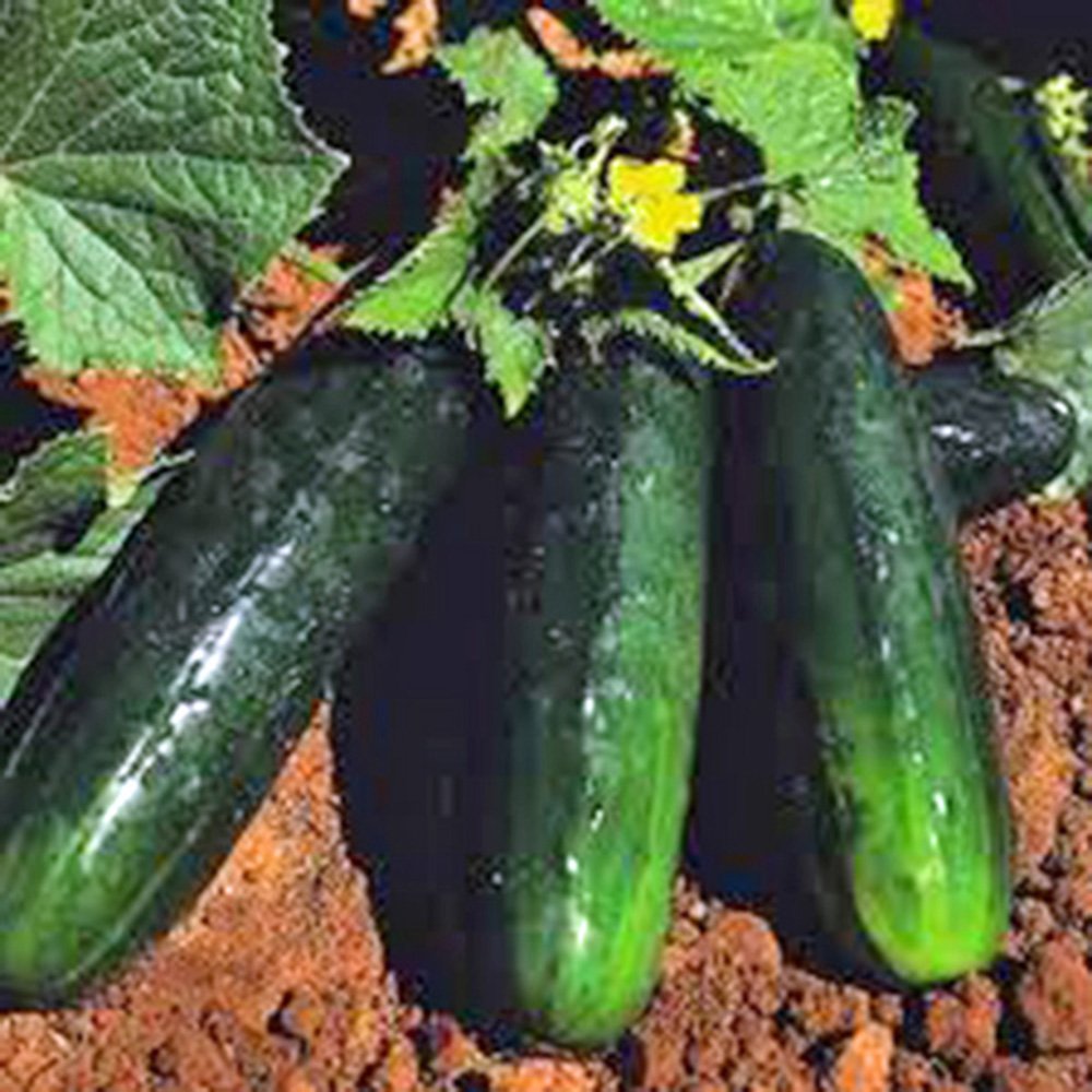 Non-GMO Straight Eight Cucumber Seeds - Heirloom Garden Vegetable, 25 Seeds - Perfect for Home Gardening, Fresh Salads & Pickling