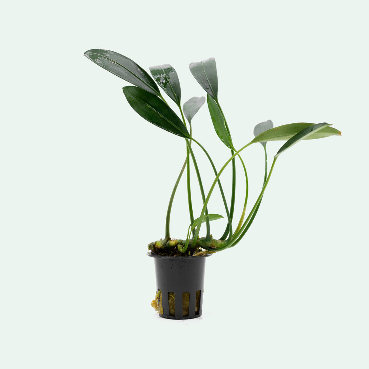 Aridarum Caulescens White Fang - Rare Aquatic Plant for Aquariums and Terrariums | Perfect for Freshwater Tanks, Paludariums & Planted Aquascapes