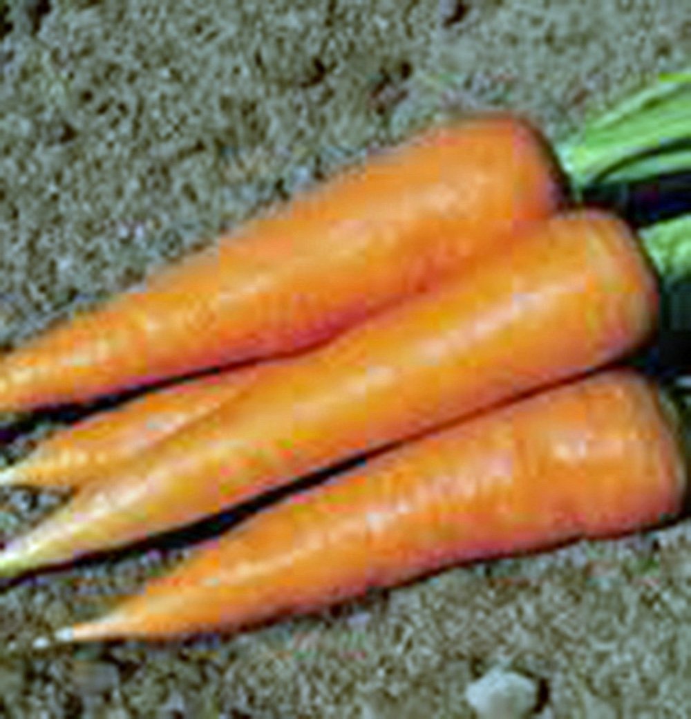 Organic Scarlet Nantes Heirloom Carrot Seeds - Non-GMO, 500 Count Pack - Sweet & Crunchy for Fresh Eating, Juicing, and Healthy Snacks - Perfect for Home Gardens, Container Planting, and Kids' Gardening Projects