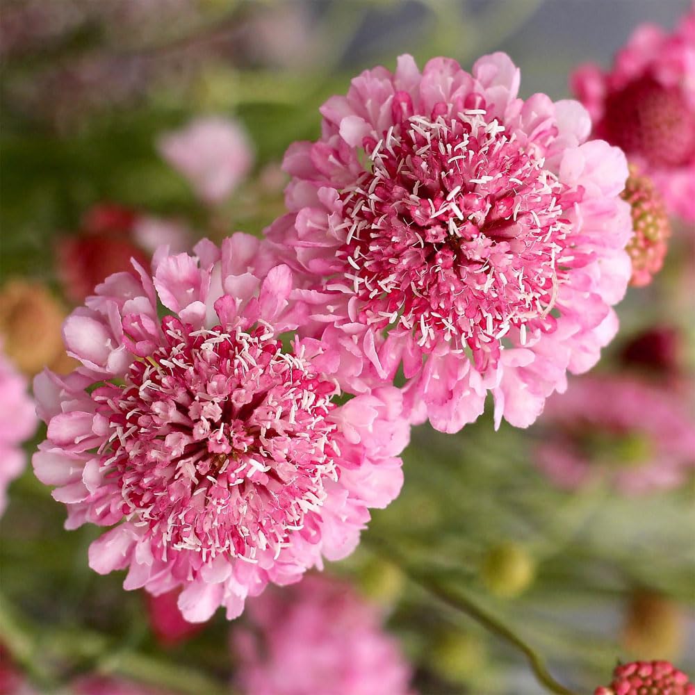 Outsidepride 200 Seeds Perennial Rose Scabiosa Pincushion Flower Seeds for Planting - Beautiful Garden Flowers for Borders, Bouquets & Butterfly Gardens