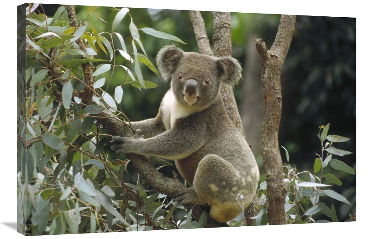 Global Gallery Koala Male in Eucalyptus Tree Canvas Art Print - Eastern Australia Forest Wildlife Wall Decor - 36x24 Inches - Perfect for Living Room, Bedroom or Office