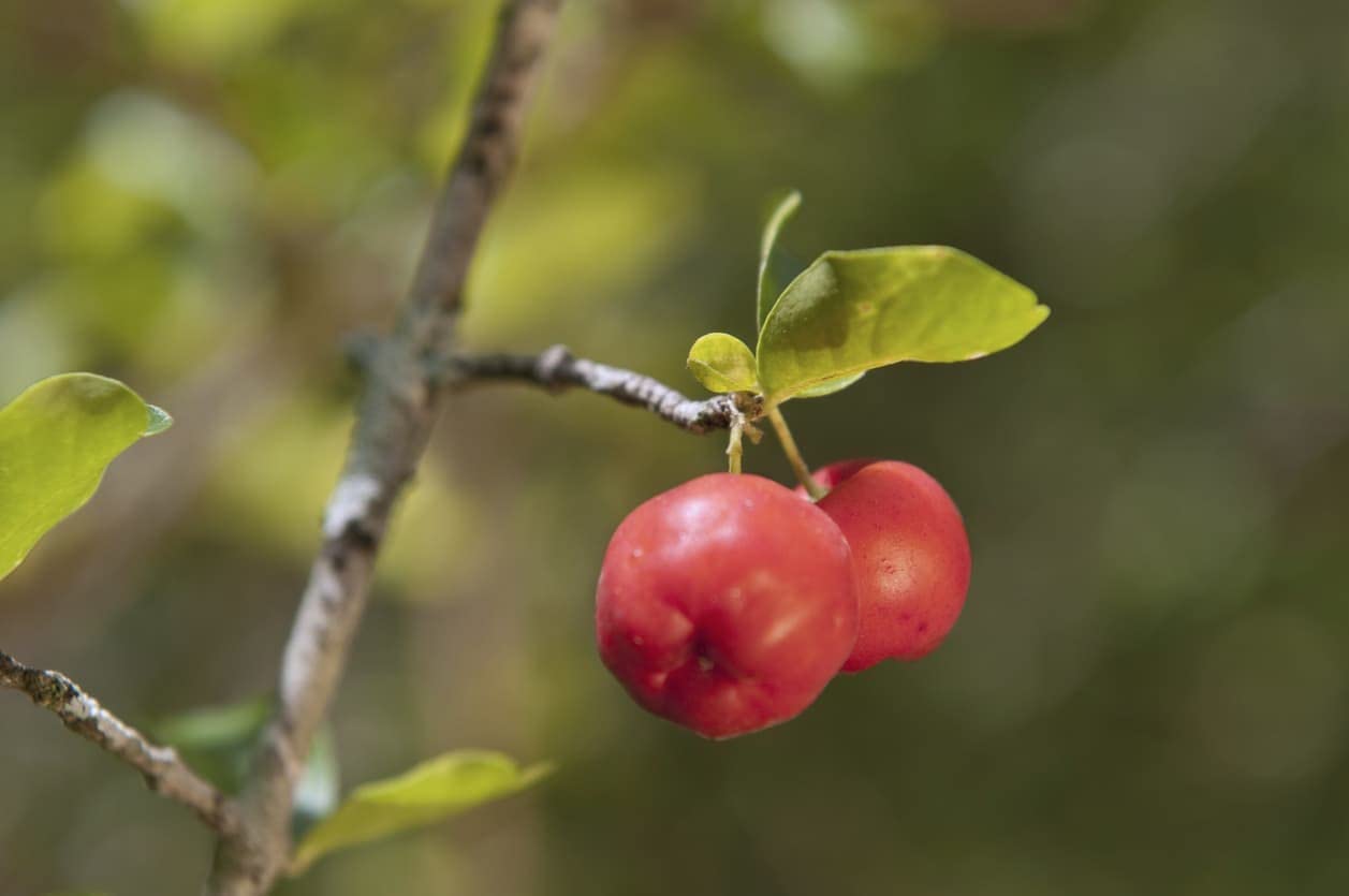 Barbados Cherry Tree (Malpighia Emarginata) - 5 Live Plants in 6 Inch Grower's Pots - Edible Fruit Bearing Tree for Patio, Garden & Landscaping - Perfect for Home Gardening, Organic Fruit Harvest & Tropical Backyard Decor