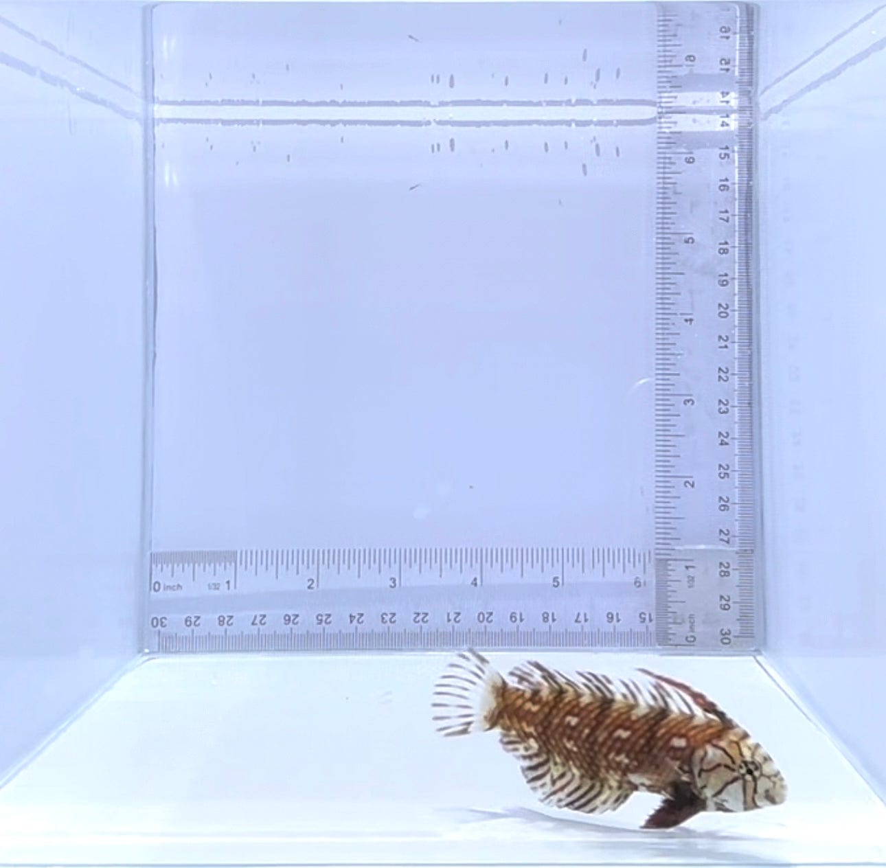 Dragon Wrasse Fish - Saltwater Aquarium Fish for Marine Tanks | Exotic Reef Fish for Home Aquariums & Coral Tanks
