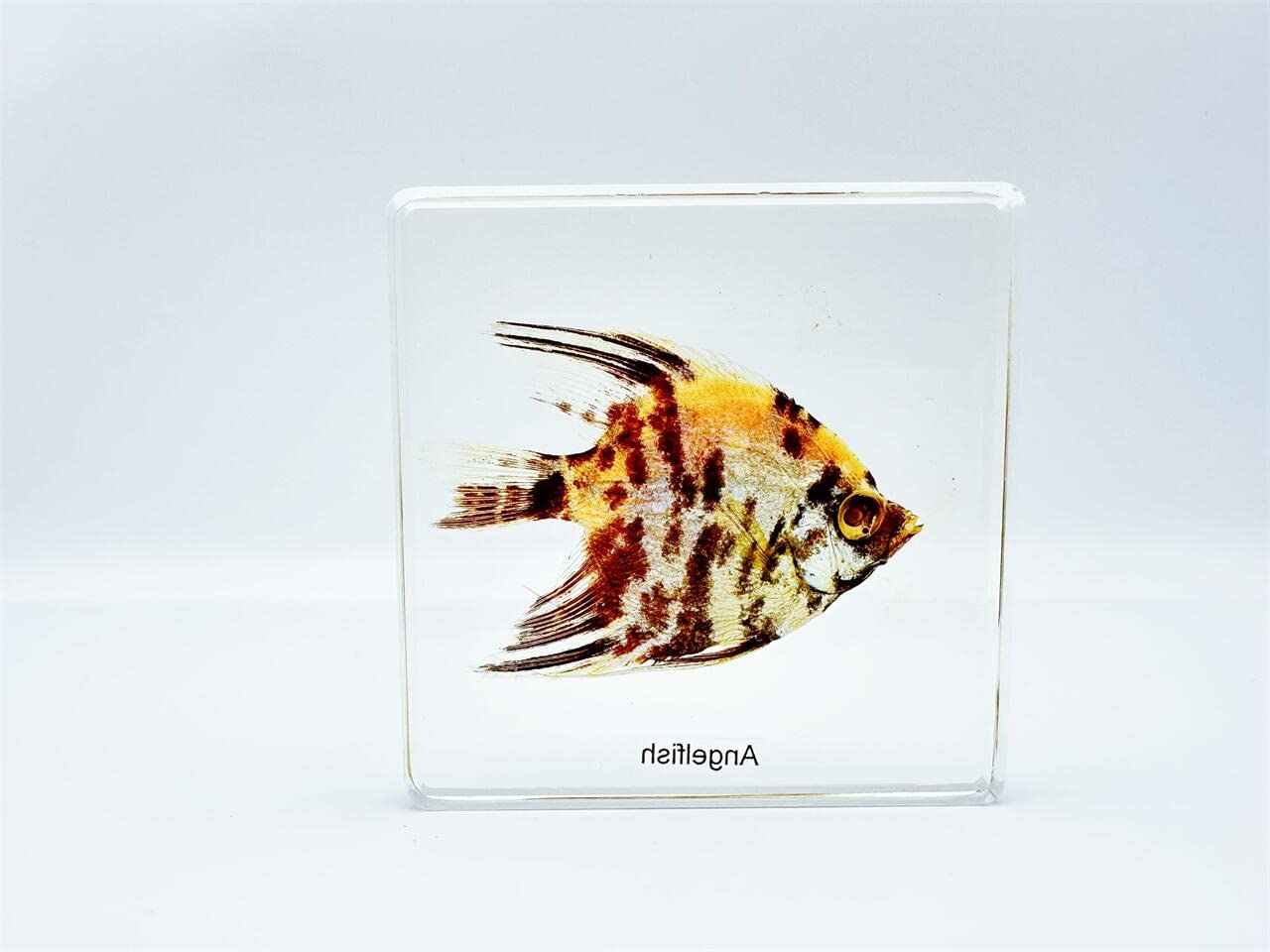 High Definition Amber Resin Specimens (Starfish, Scorpion, Cockroach, Butterfly, Fish, Dragonfly, Angelfish) - Perfect for Kids' Science Education, Nature Collection & Home Decor | Great for School Projects, Science Fairs & Unique Gift Ideas