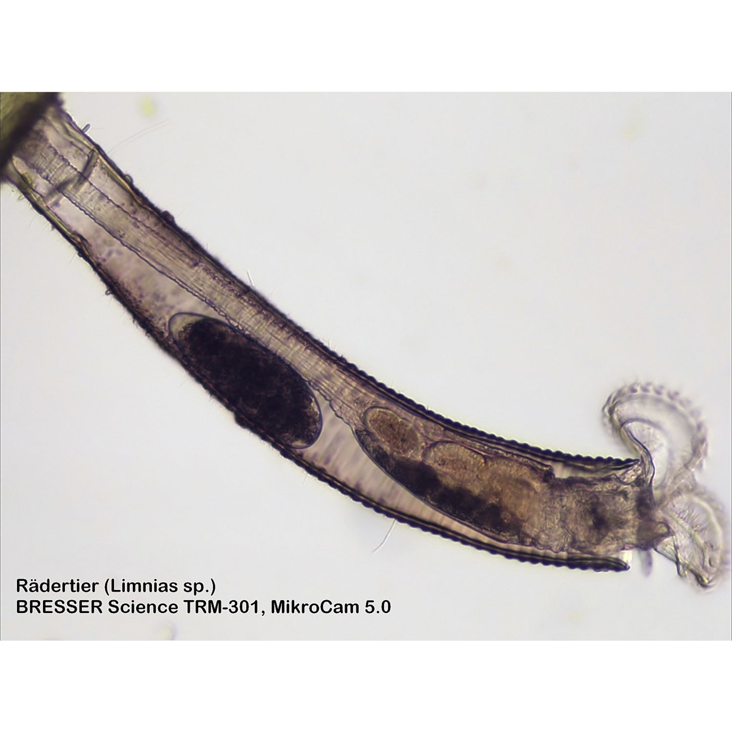 Bresser Science TRM 301 Microscope with 40x-1000x Magnification - Ideal for Students, Hobbyists & Home Science Experiments | Perfect for Biology, Chemistry & STEM Learning