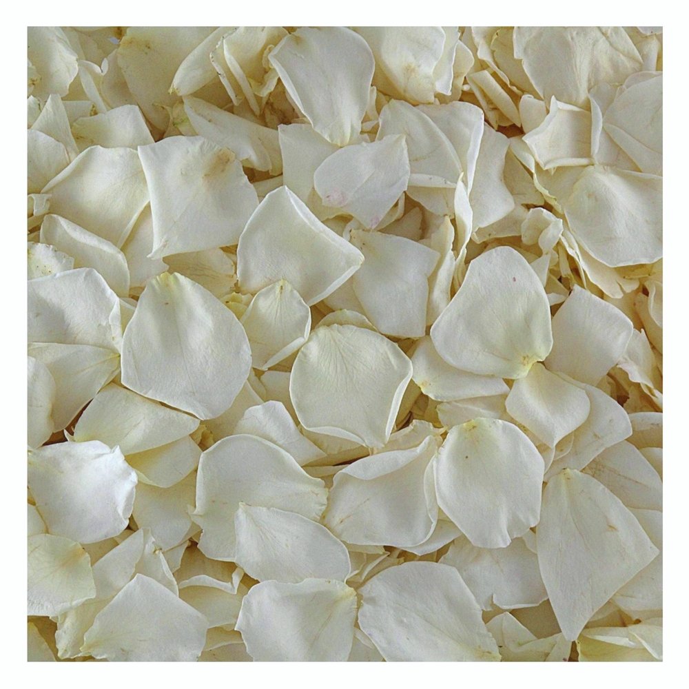 Premium Freeze-Dried Ivory Rose Petals - 1100 Count | Natural Wedding Decor, Aisle Scatter & Romantic Table Centerpieces | Flyboy Naturals