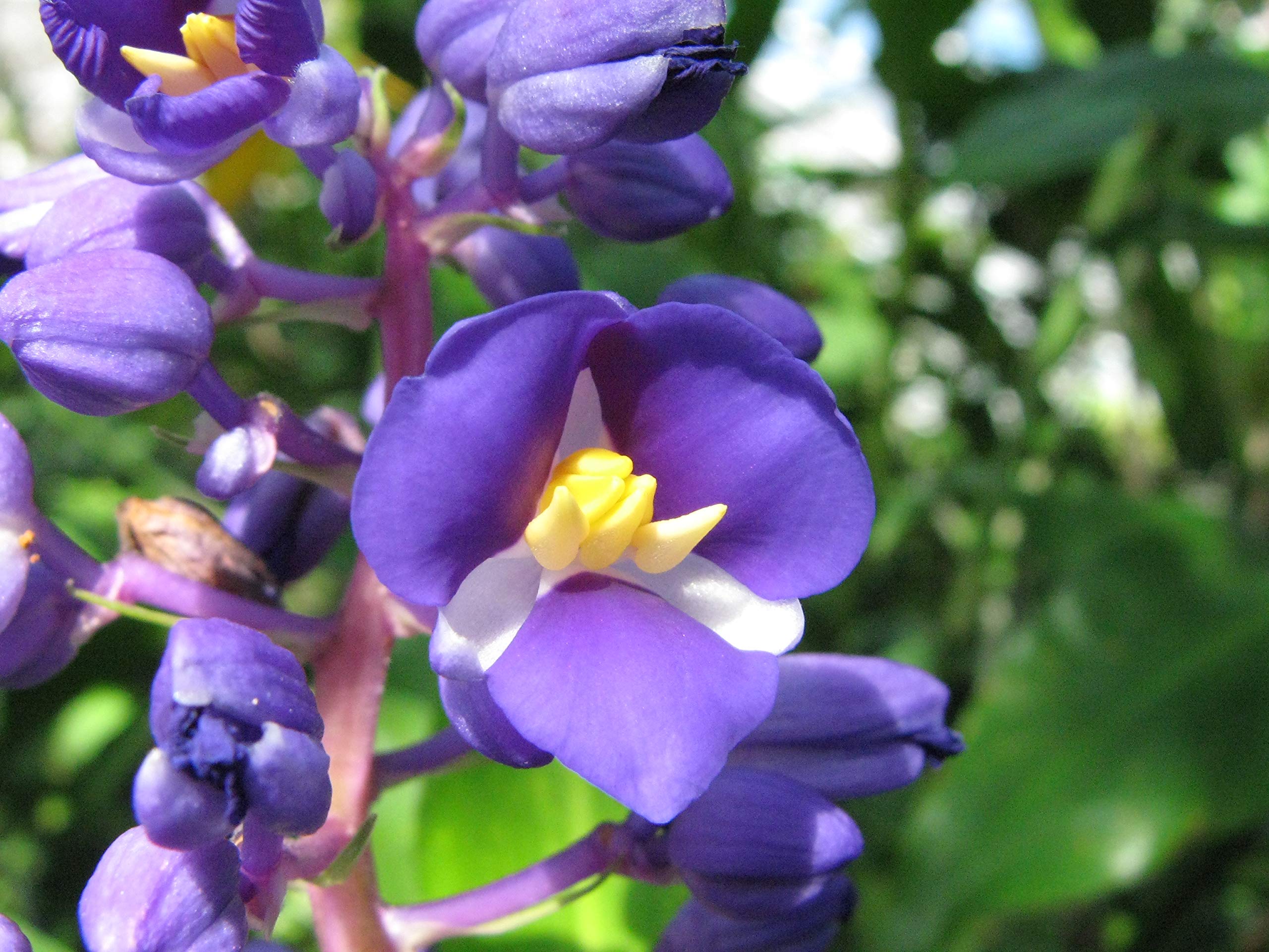 Blue Hawaiian Ginger Plant Root - Fresh & Grown in Hawaii - Tropical Garden & Landscaping Plant - Perfect for Home Decor, Wedding Bouquets & Hawaiian Themed Parties
