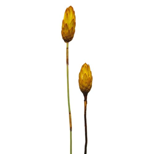 Lemon Yellow