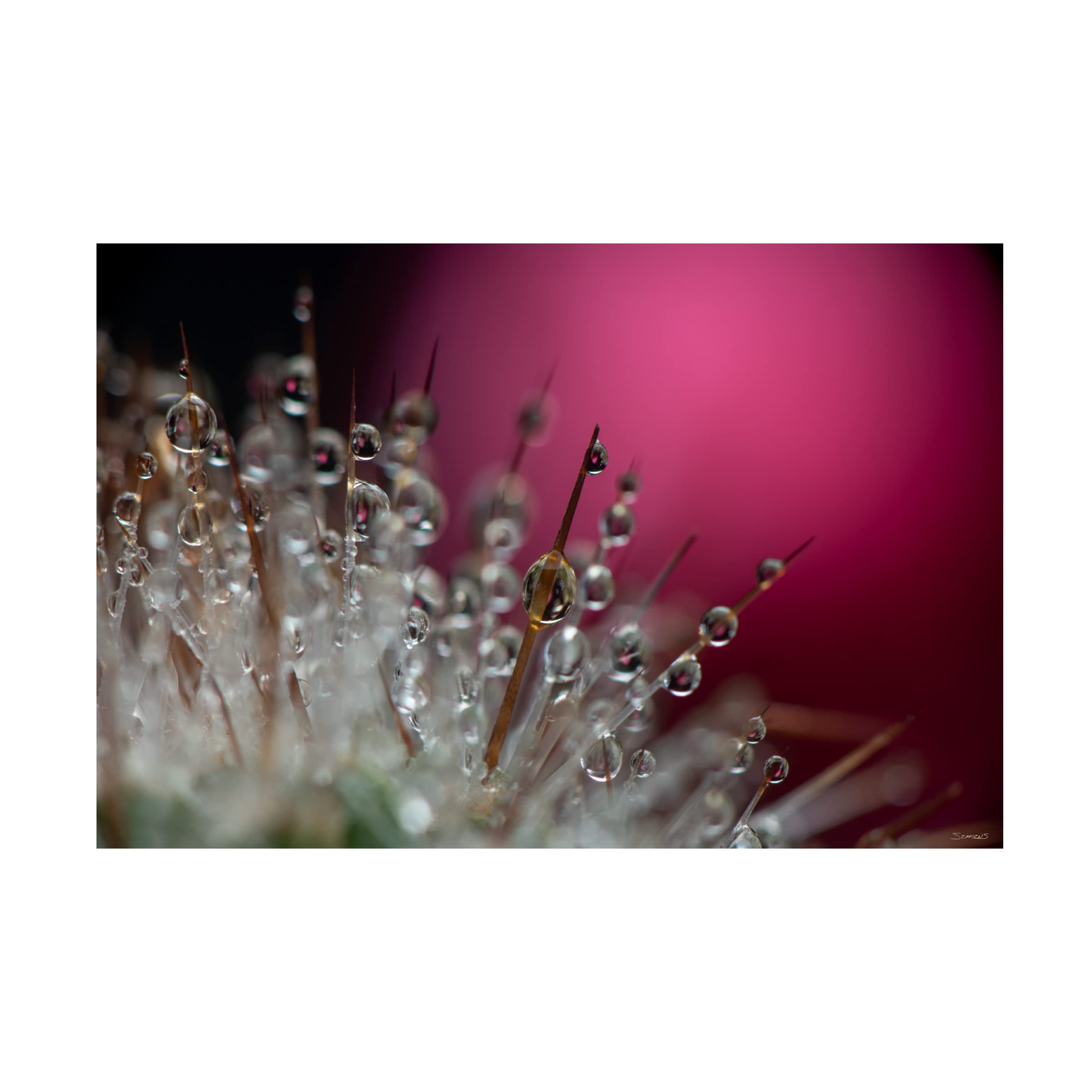 Gordon Semmens 'Cactus Flowers 16' Framed Canvas Wall Art Print - 16x24 Inches - Desert Botanical Home Decor for Living Room, Bedroom & Office