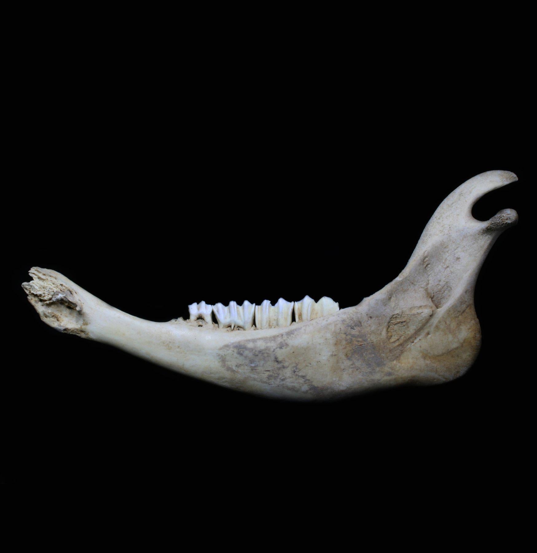 Bison Jaw Bone - Authentic Natural Specimen for Collectors, Education & Home Decor | Perfect for Science Projects, Cabin Decor & Taxidermy