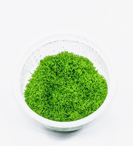 TCulture Riccia Fluitans Aquatic Moss (TC Cup) - Perfect for Aquascaping, Shrimp Tanks & Nano Aquariums - Live Freshwater Plant for Fish Tank Decoration