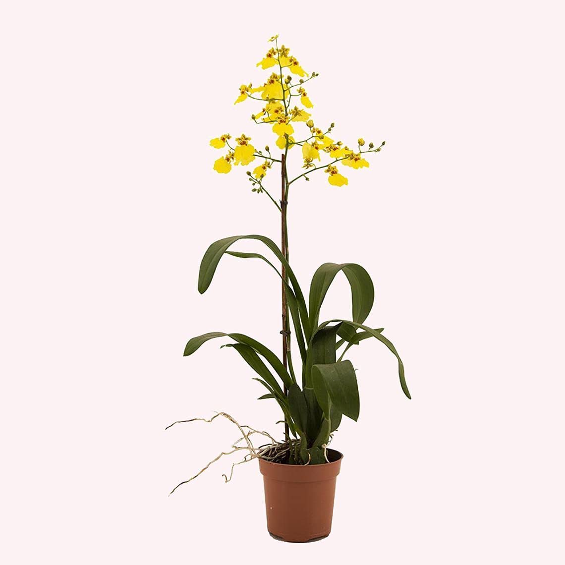 Live Oncidium Orchid Plant with Vibrant Flowers | Dancing Lady & Golden Shower Orchid | 4