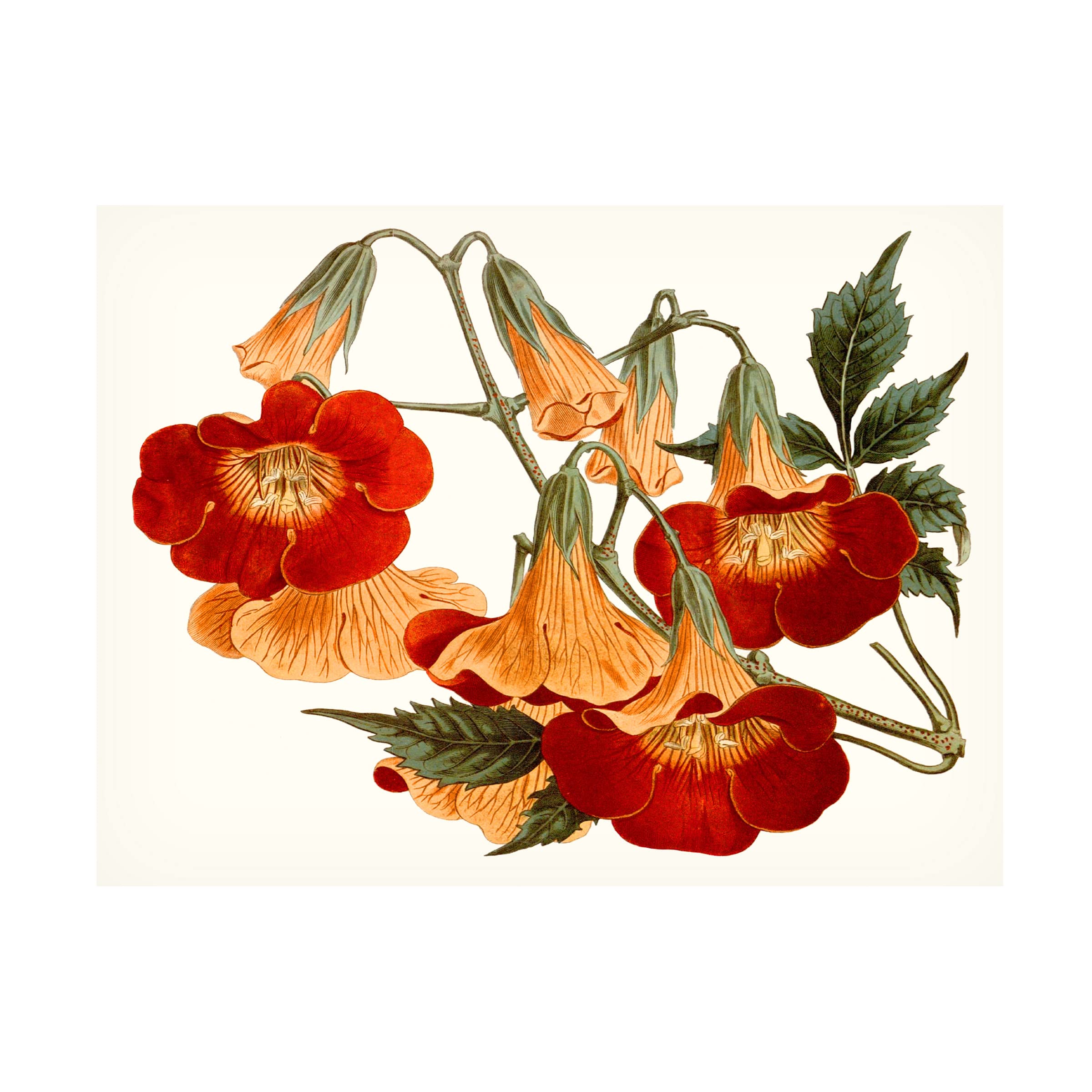 Striking Coral Botanicals IV Canvas Wall Art by Curtis - Modern Floral Home Decor for Living Room, Bedroom & Office