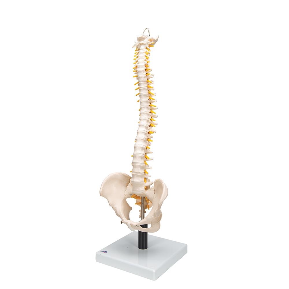 Flexible Spine Model with Soft Intervertebral Discs - Human Anatomy Educational Tool for Medical Students & Chiropractors
