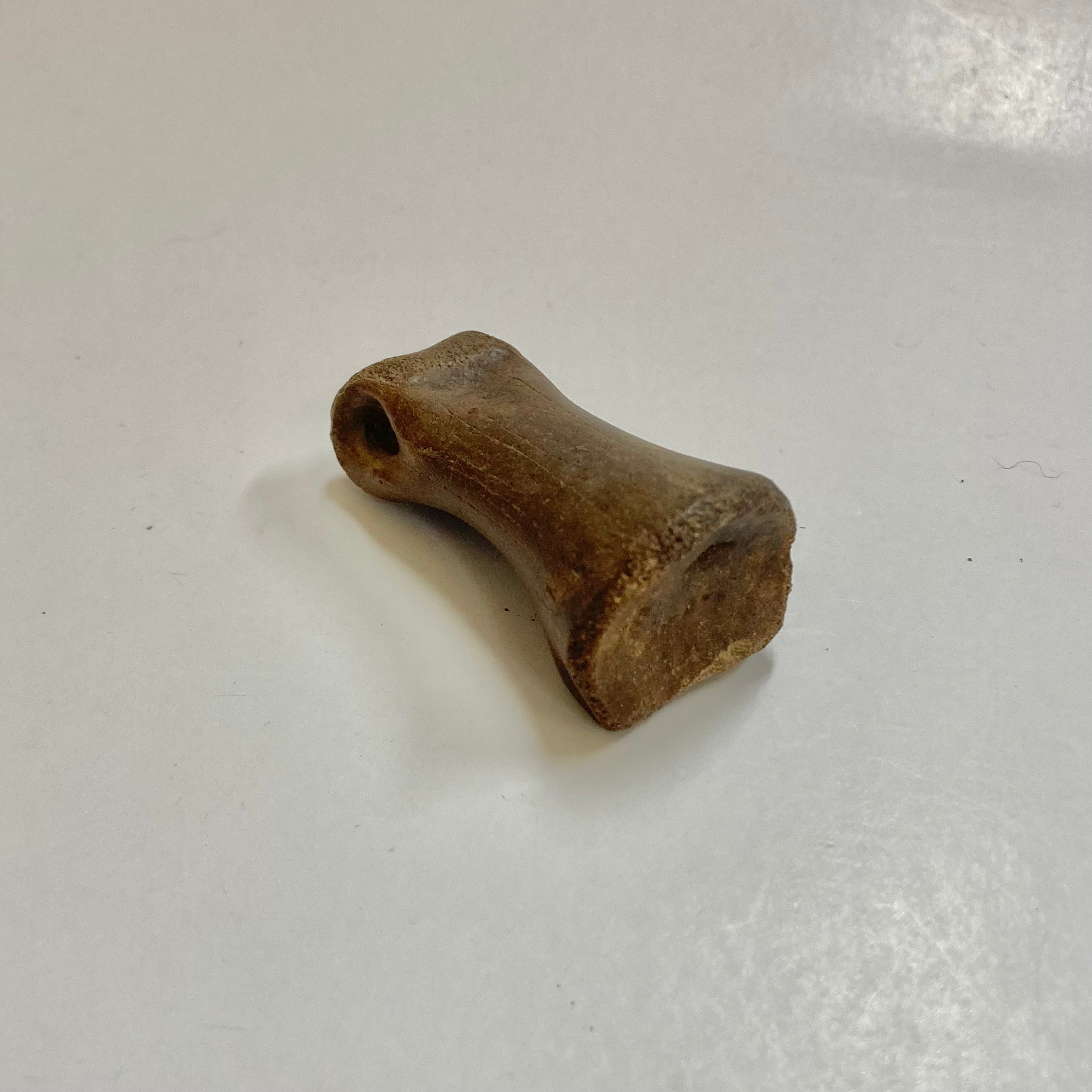Authentic Struthiomimus Dinosaur Finger Bone Fossil - Rare Prehistoric Collectible for Paleontology Enthusiasts & Science Education Display