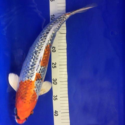 Premium Hand-Selected Koi Fish - 25 Live Japanese Carp for Ponds & Water Gardens | Perfect for Outdoor Decor, Koi Breeding & Aquascaping
