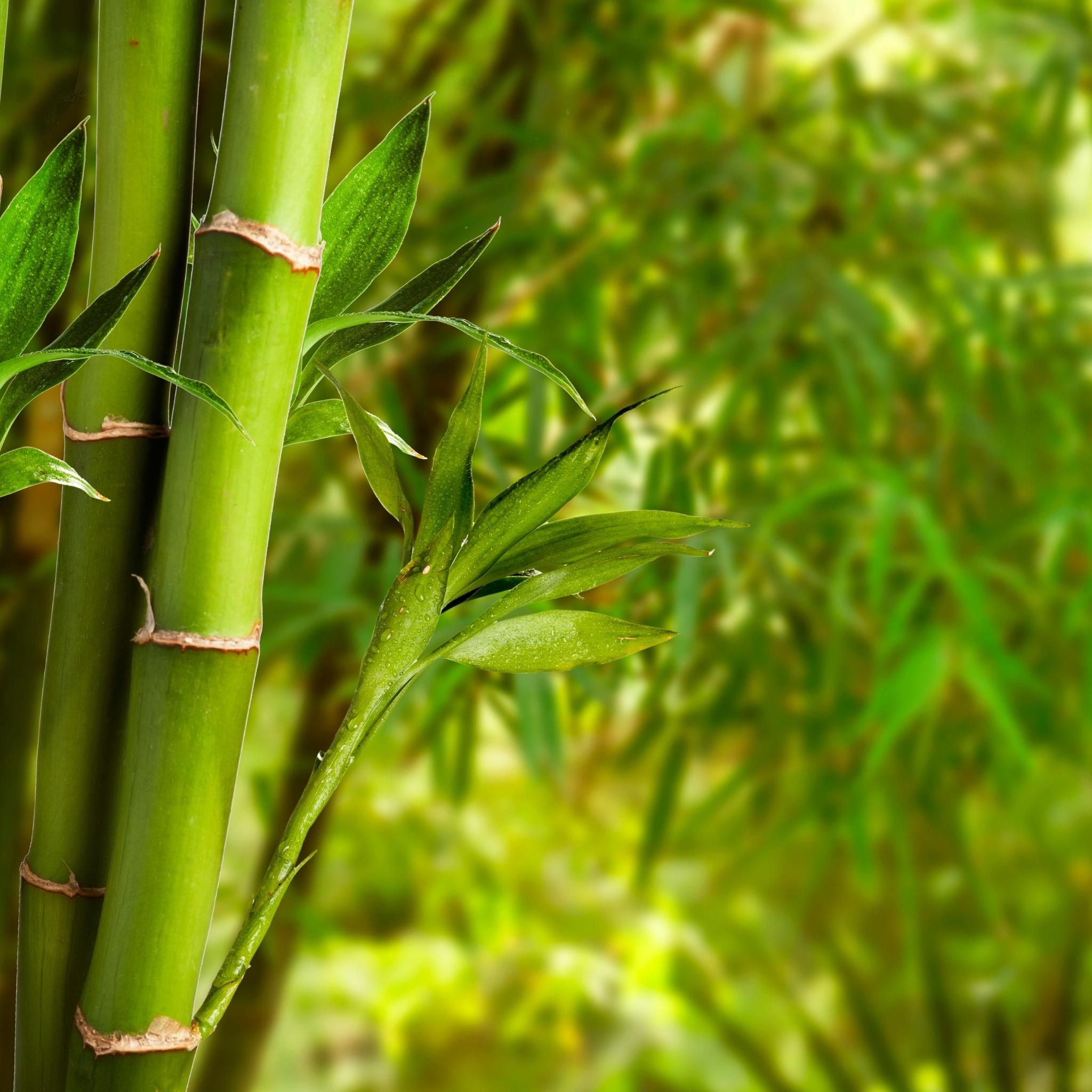Premium Bamboo & Teak Scented Oil - Natural Aromatherapy Essential Oil for Home, Spa & Relaxation - Perfect for Diffusers, Candles & Massage Therapy