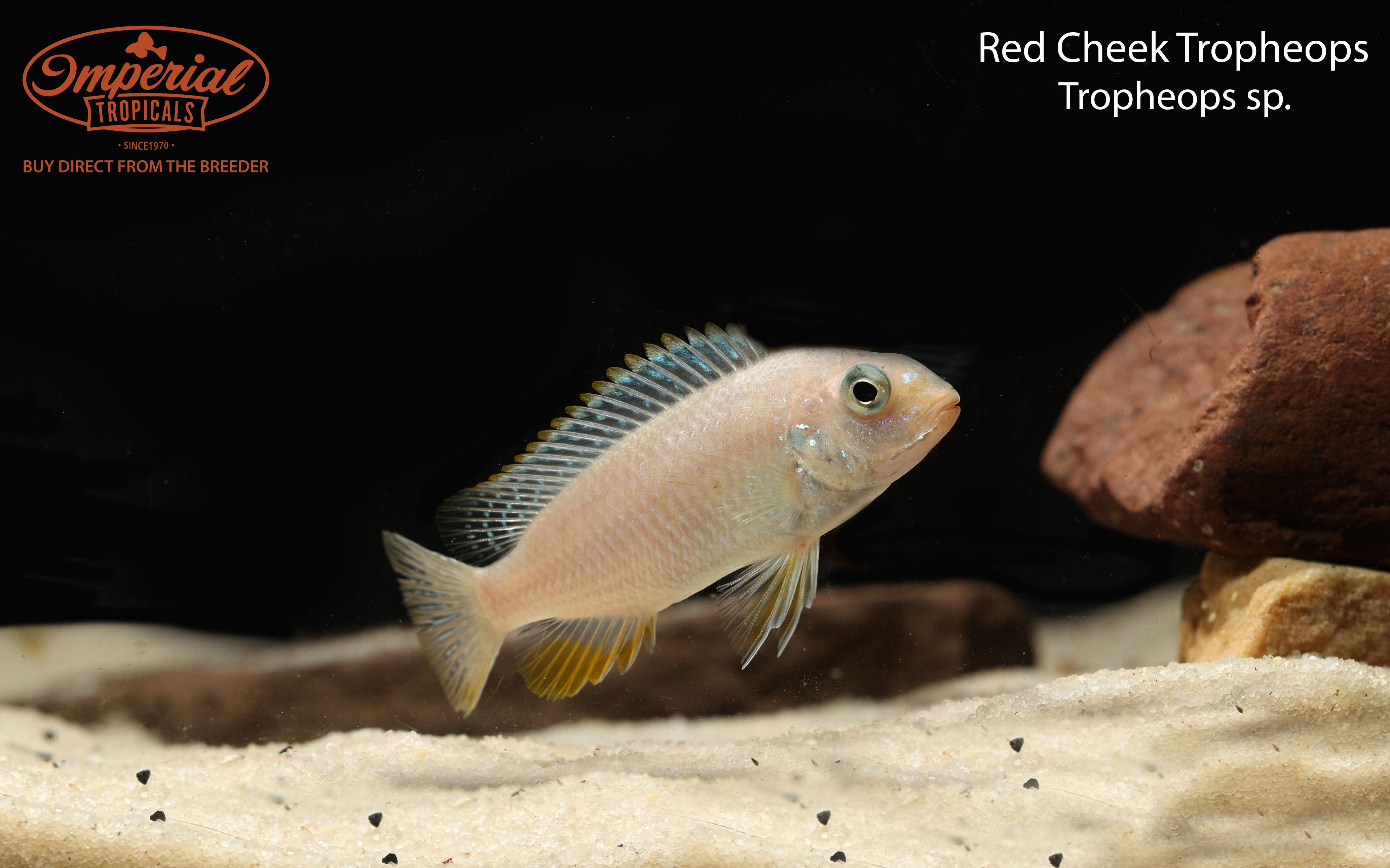 Red Cheek Tropheops Cichlid Fish - Live Freshwater Aquarium Fish for African Cichlid Tanks - Perfect for Home Aquariums & Fish Breeding