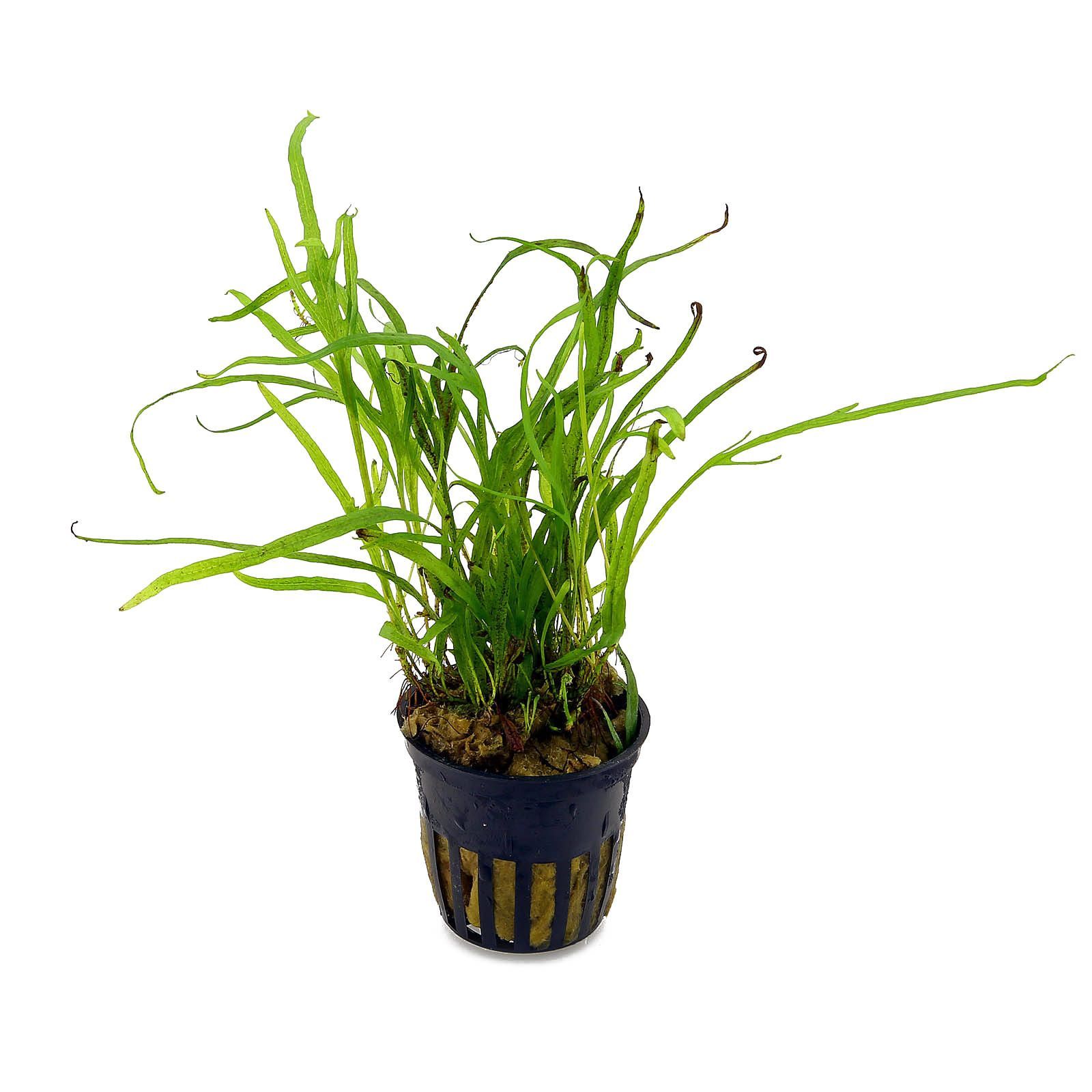 Dennerle Microsorum pteropus 'Trident' Live Aquarium Plant in Pot - Perfect for Freshwater Fish Tanks, Aquascaping & Low Light Aquariums