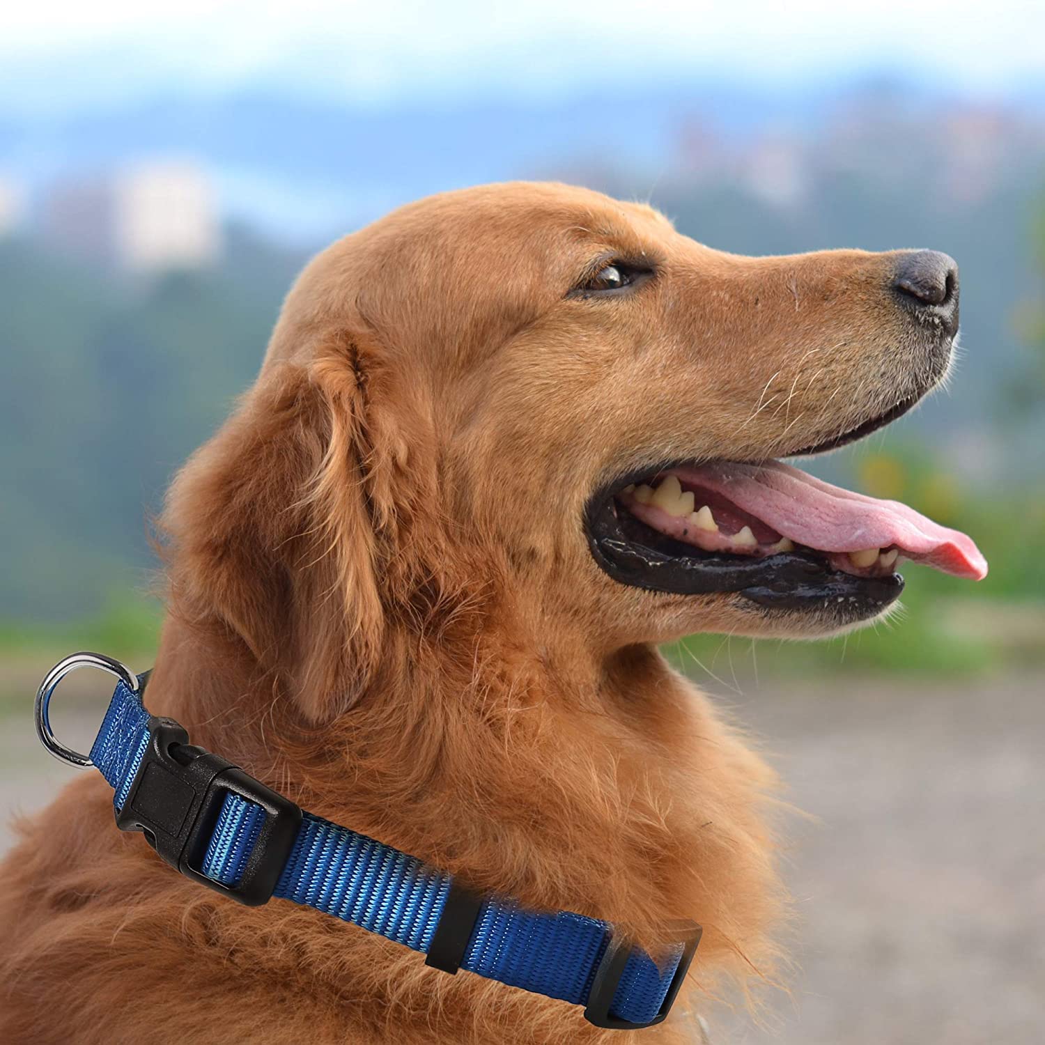 **Woofy Dogs Classic Nylon Collar and Leash Set for Small & Medium Dogs – Adjustable Quick-Release Pet Collar with 15MM Leash (Blue) – Perfect for Walking, Training & Outdoor Adventures**