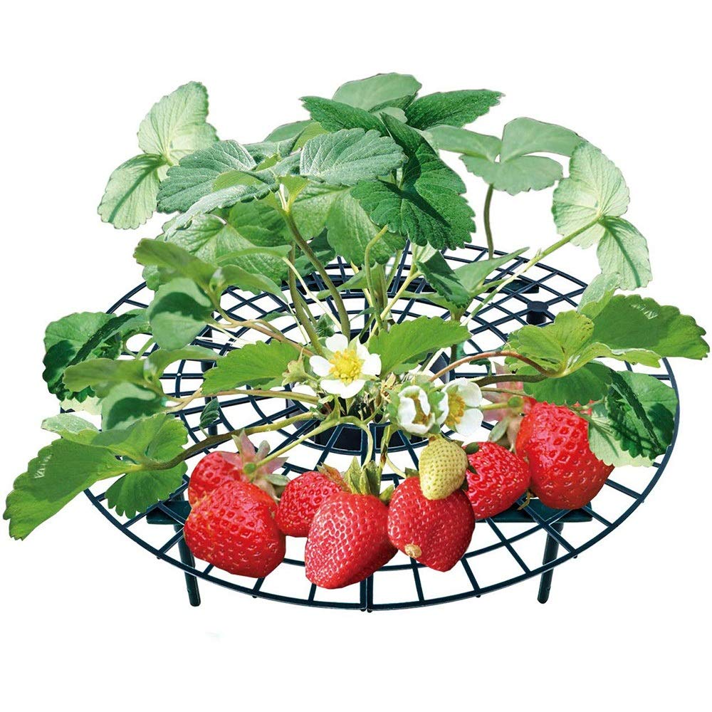 Modenny 5/10/20 PCS Strawberry Plant Stand Frame Holder - Balcony Garden Support for Climbing Vines, Fruits & Flowers - Durable Gardening Rack for Vertical Planting (10pcs) - Perfect for Small Spaces, Patios & Urban Gardens