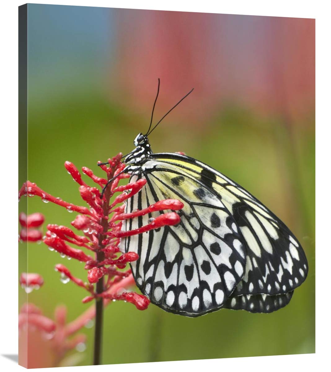 36 in. Asian Butterfly Paper Kite Art Print by Tim Fitzharris - Wall Decor for Living Room, Bedroom & Office - Nature Inspired Home Decoration